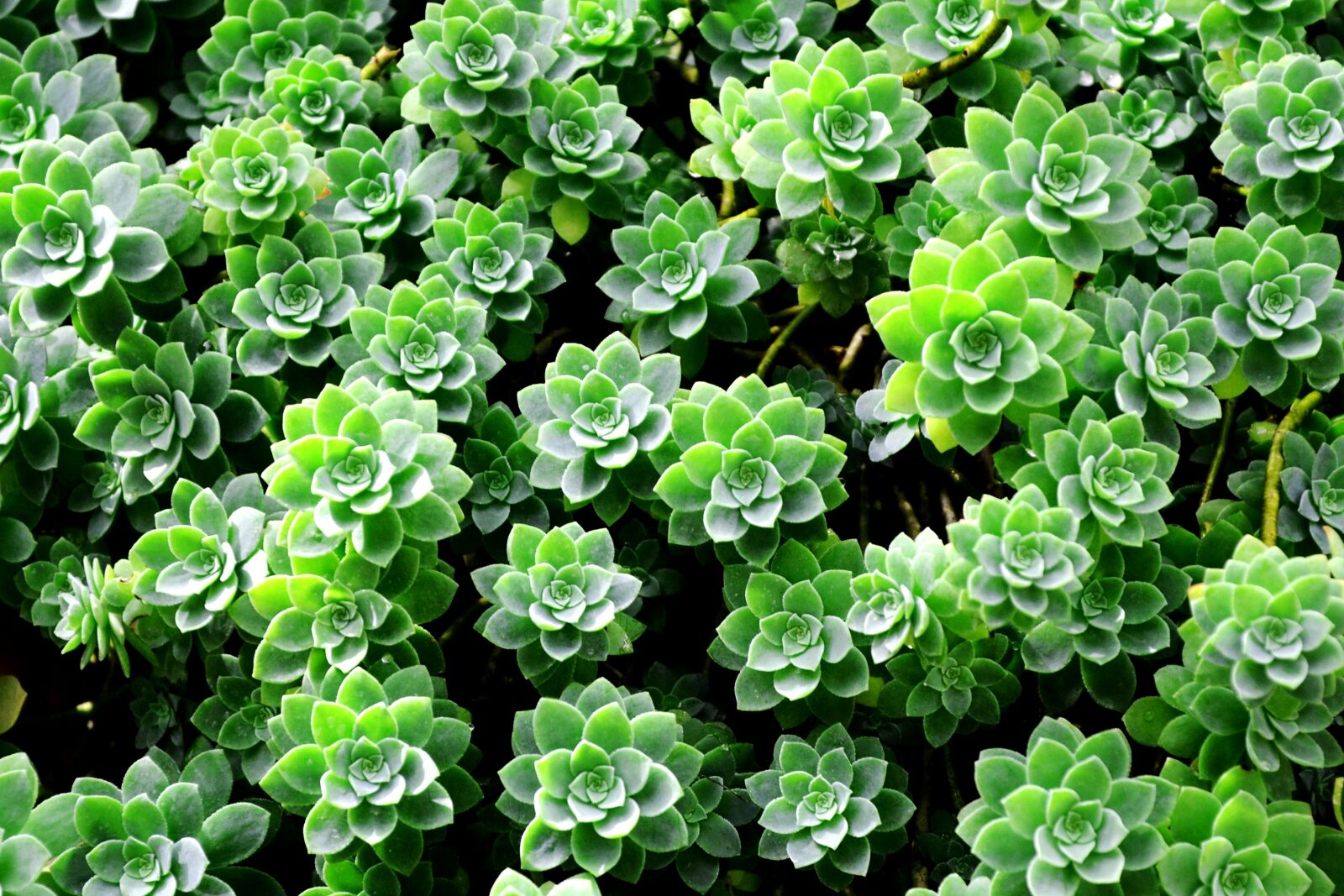 Nikon D7000 sample photo. Vegetation, plant, leaves photography