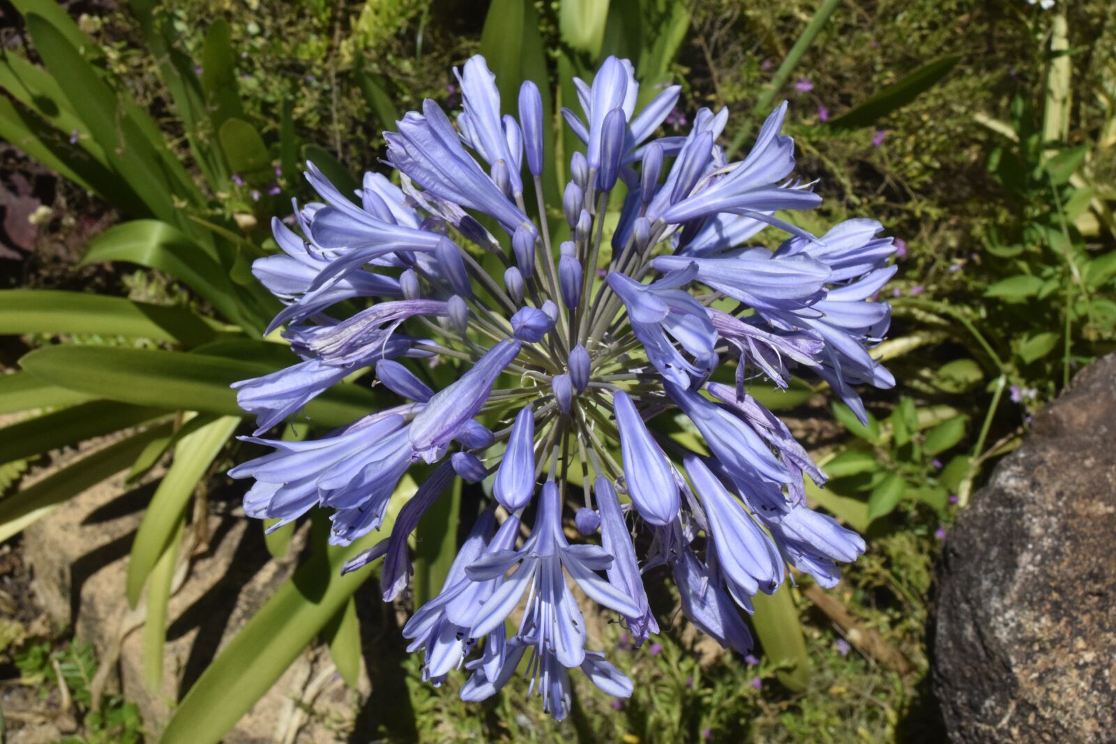 Nikon D3300 sample photo. Flower, wild photography