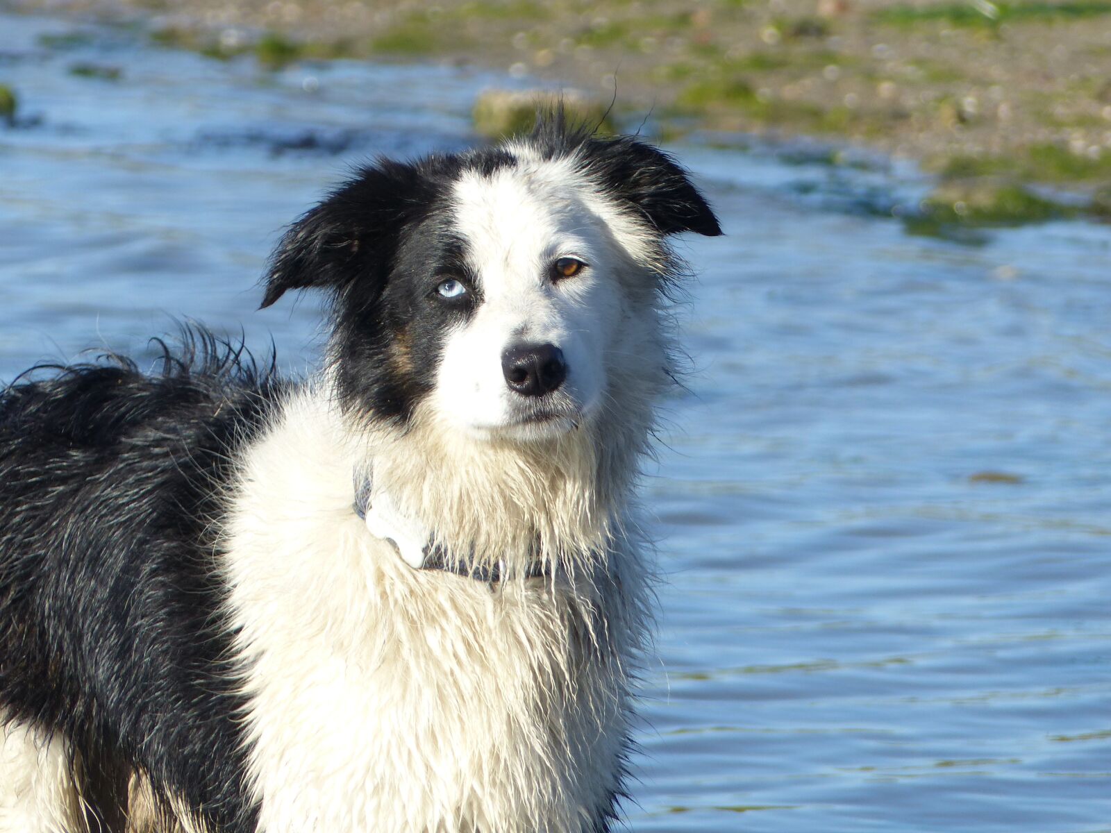 Panasonic Lumix DMC-FZ200 sample photo. Border collie, black and photography