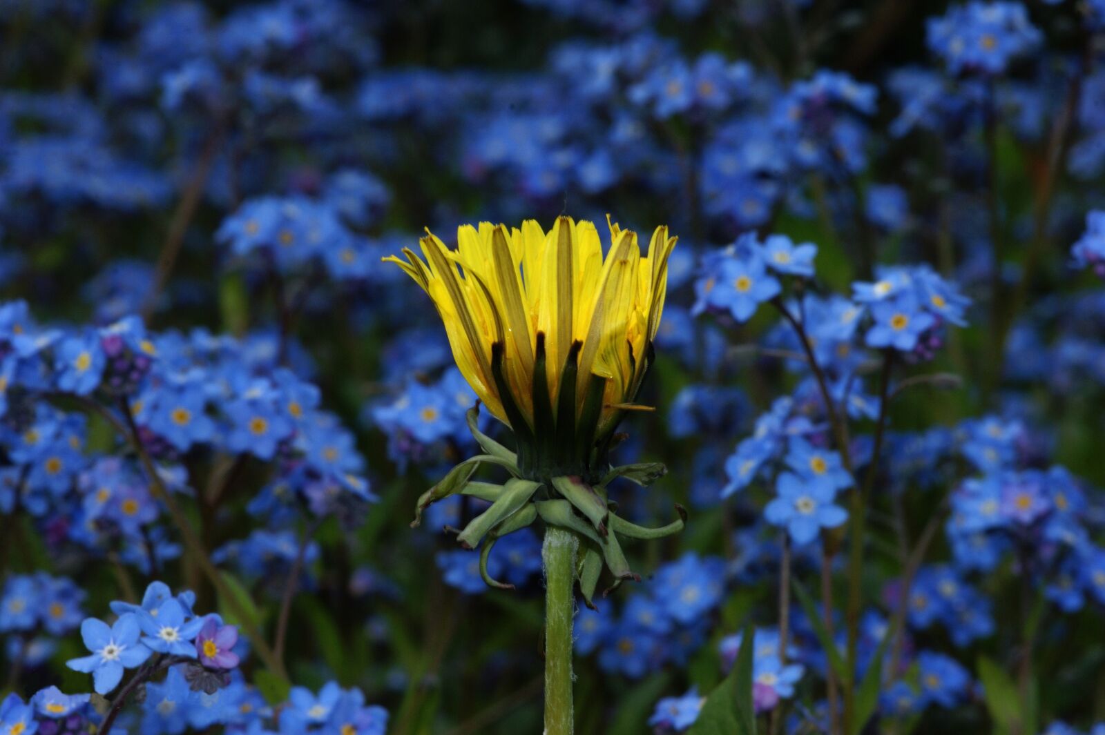 Sony Alpha DSLR-A390 sample photo. Flower, yellow, blue photography