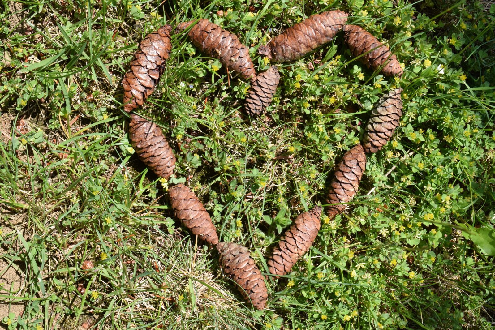 Nikon D3300 sample photo. Fir cone, grass, beard photography