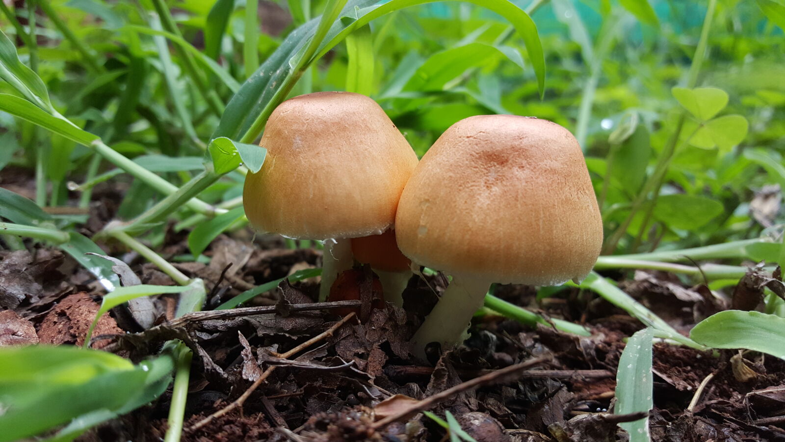 Samsung Galaxy S6 sample photo. Close, up, view, mushroom photography