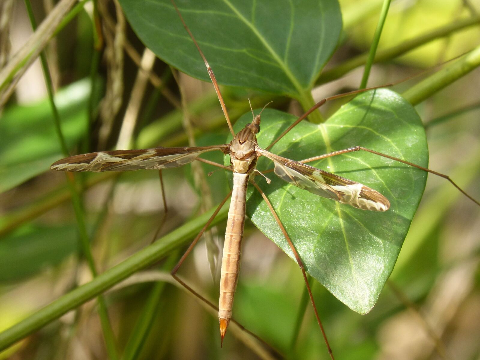 Panasonic DMC-FZ62 sample photo. Mosquito, long-legged insect, insect photography