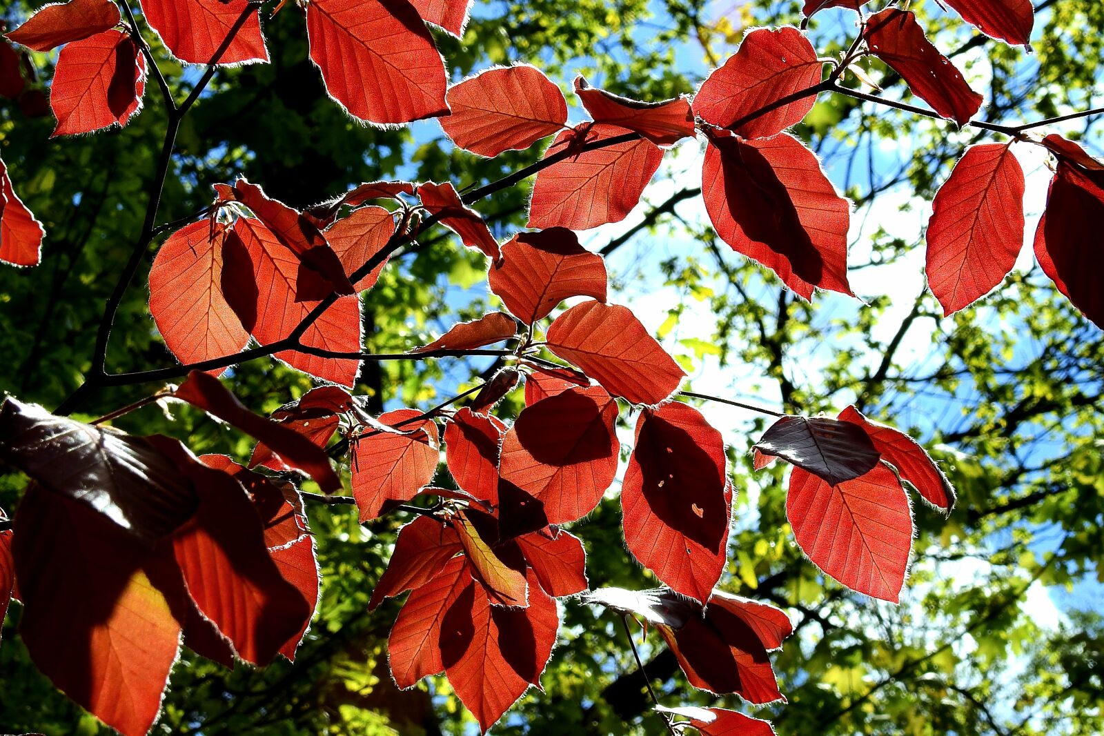 Nikon Coolpix P900 sample photo. Foliage, light, tree photography