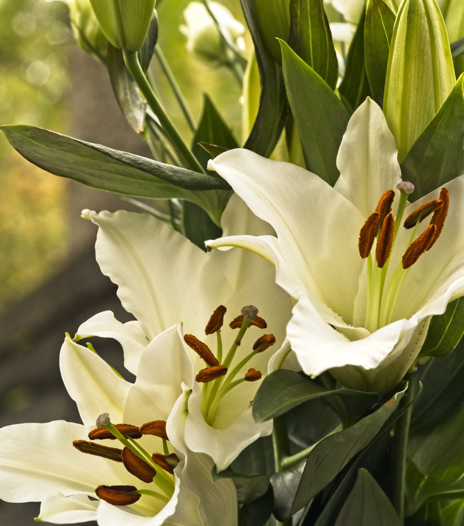 Sony a7 III sample photo. Flowers, lilies, oriental lily photography