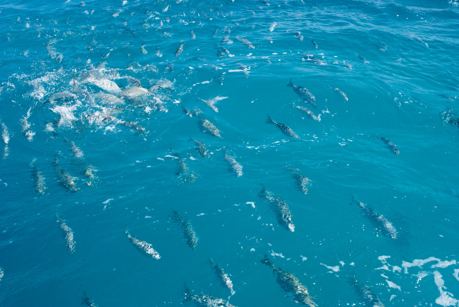 Nikon D3000 sample photo. Blue, fish, fishing, frenzy photography