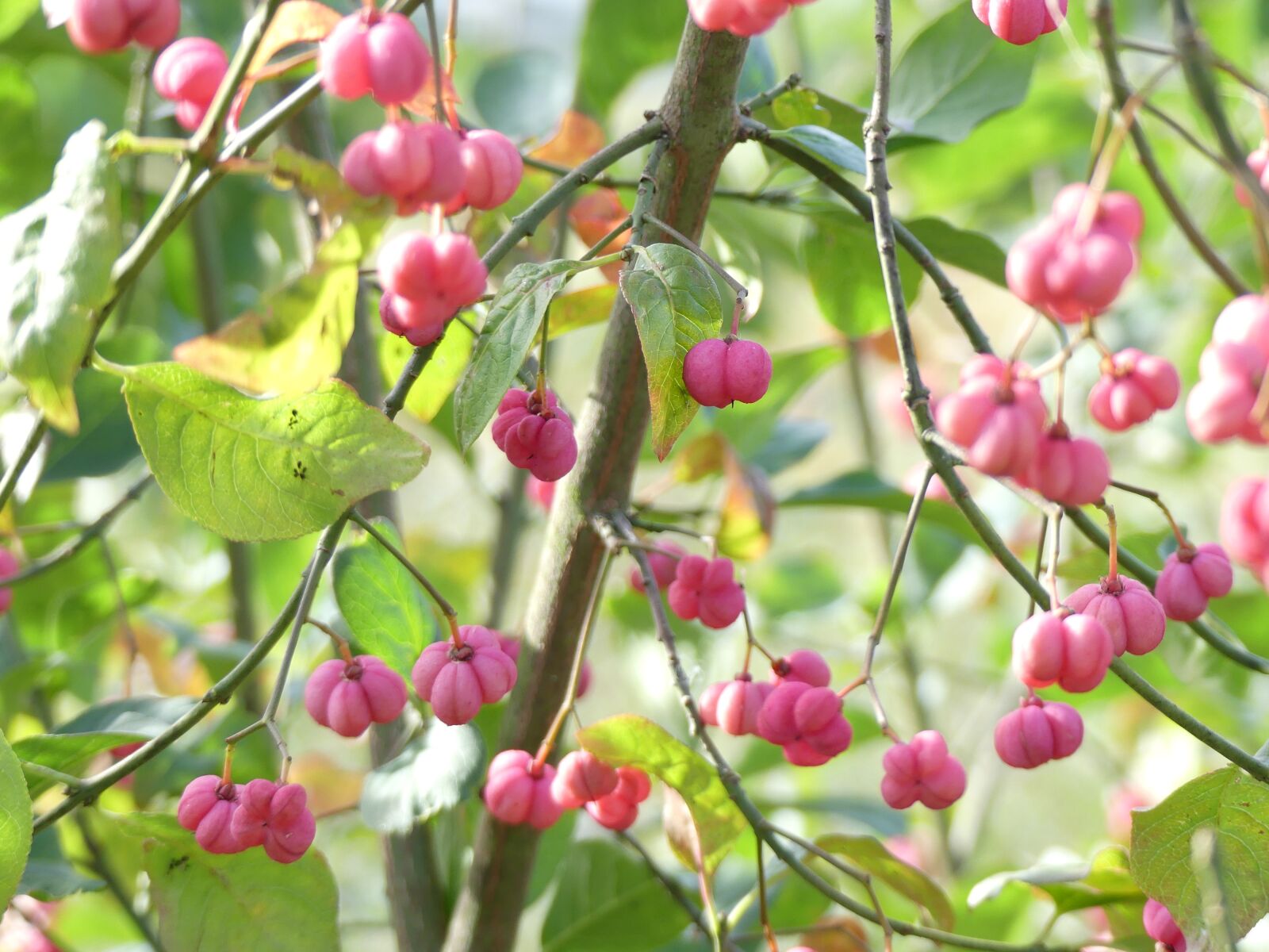 Panasonic Lumix DMC-FZ300 sample photo. Ornamental shrub, pink, autumn photography