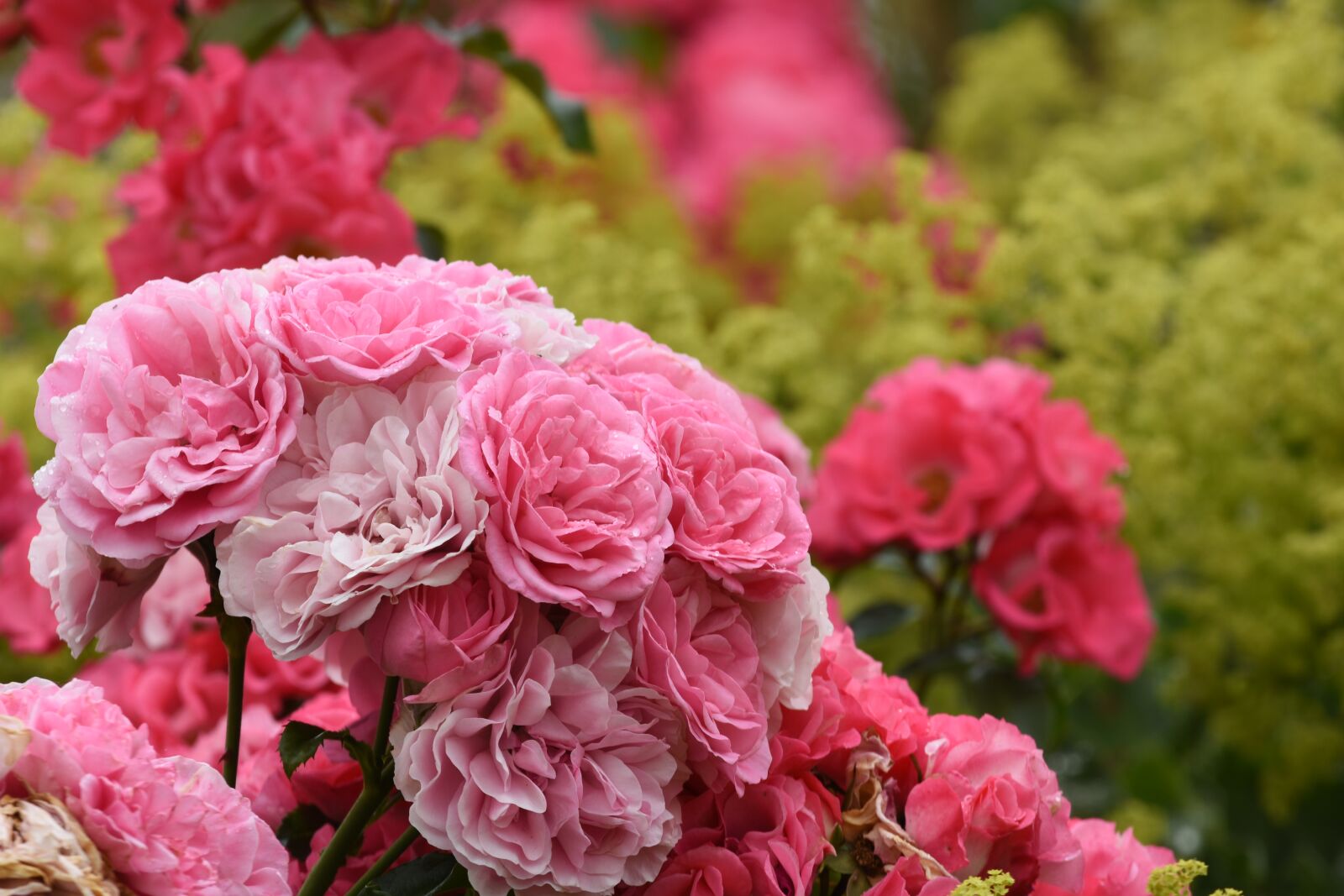 Nikon D7200 sample photo. Roses, garden, flowers photography