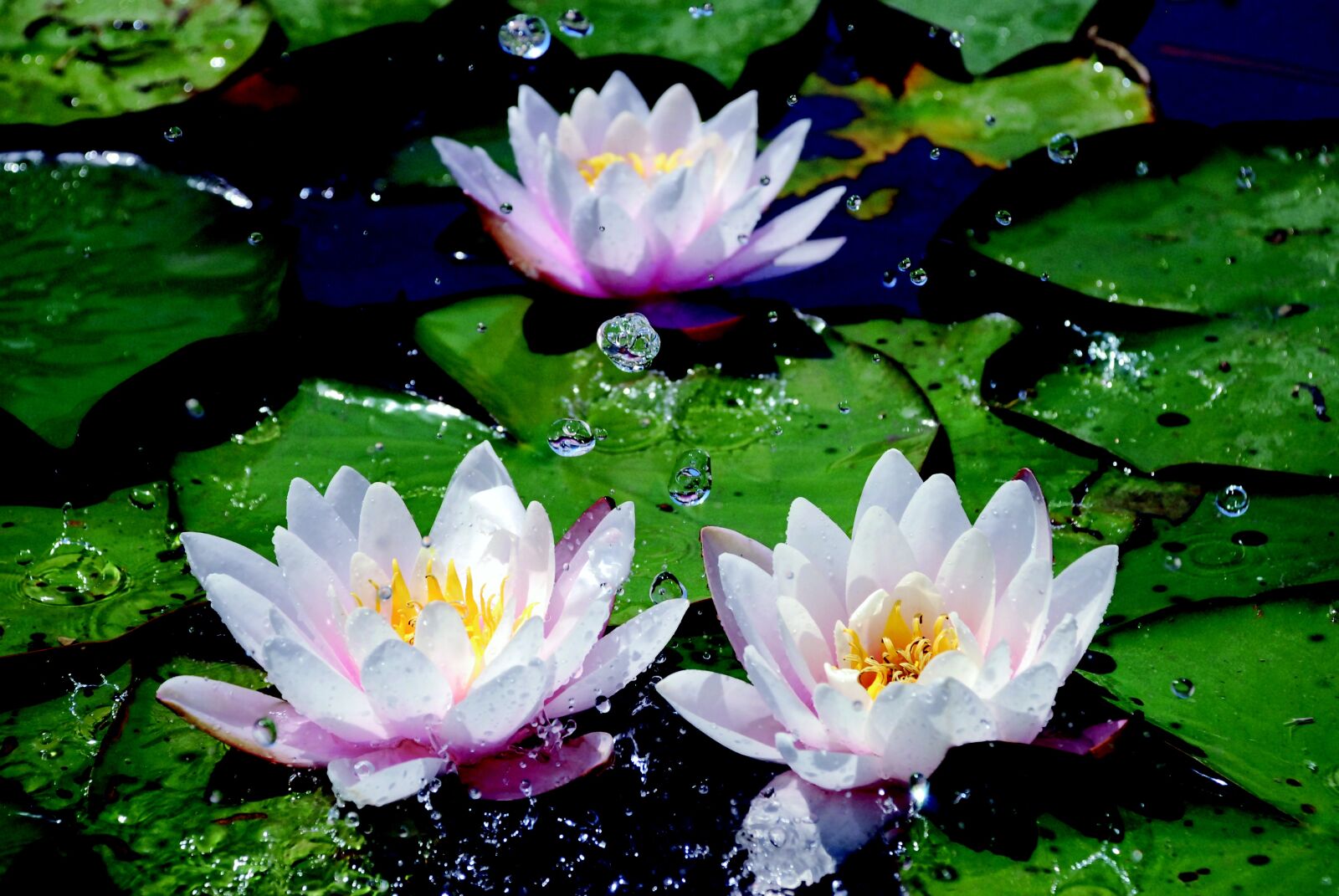 Nikon D80 sample photo. Water lilies, drop of photography