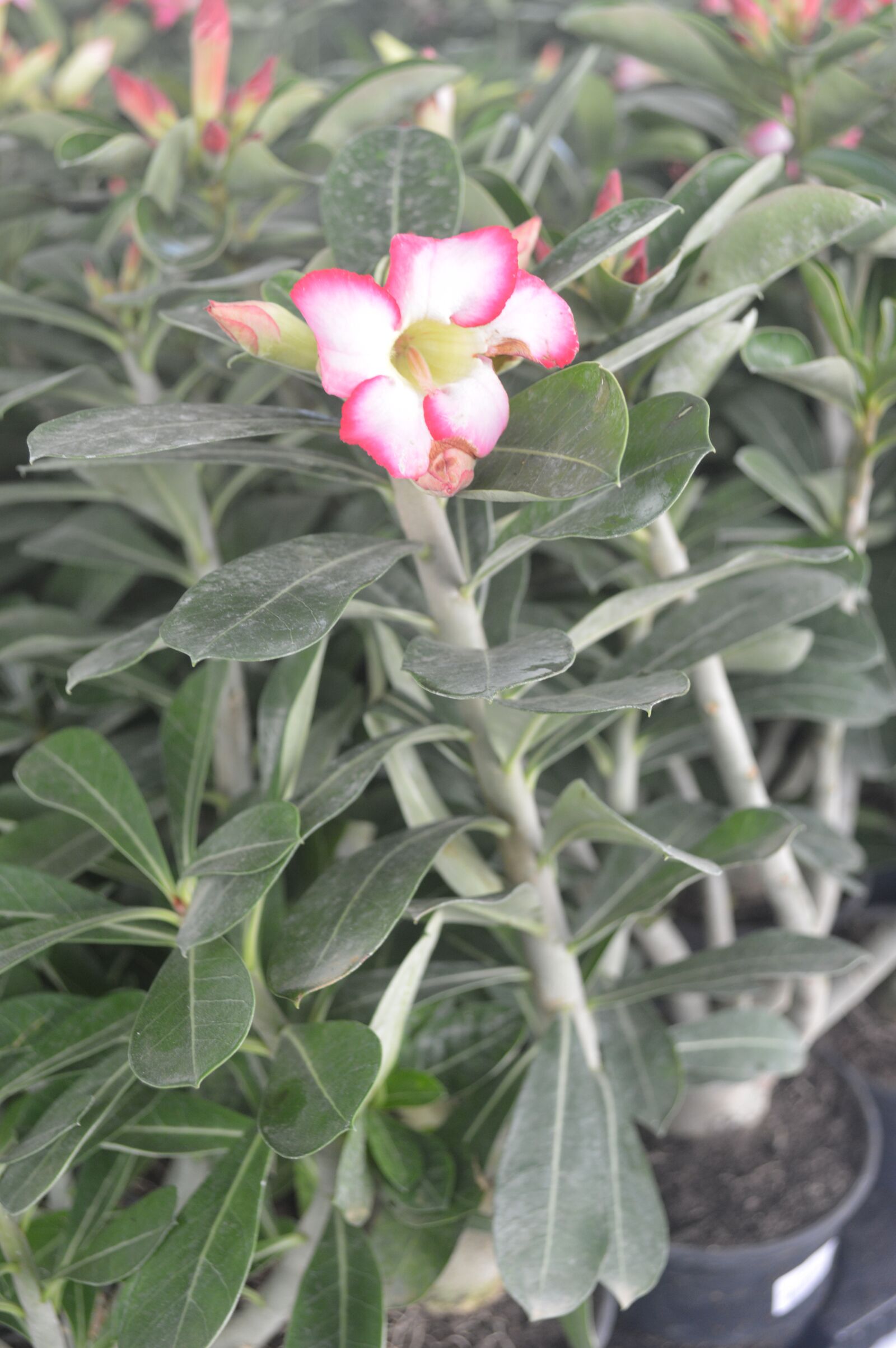 Nikon D3200 sample photo. The pink flower in photography