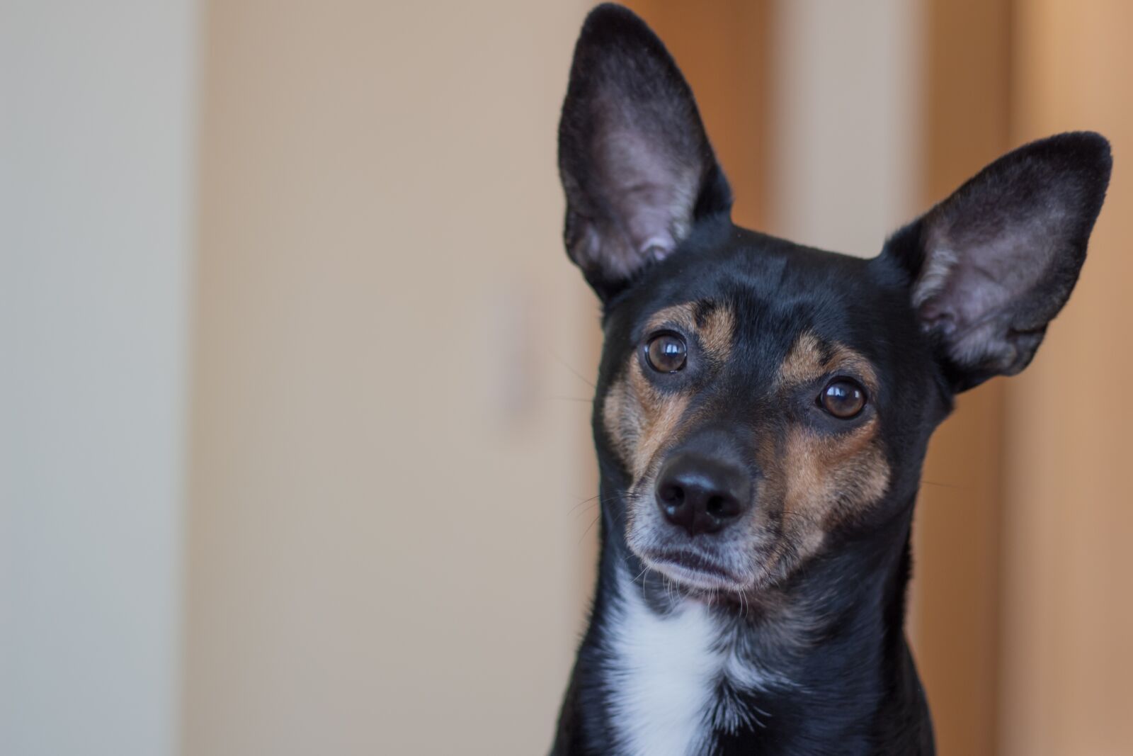 Canon EOS 700D (EOS Rebel T5i / EOS Kiss X7i) + Canon EF 50mm F1.8 II sample photo. Dog, animal, hybrid photography