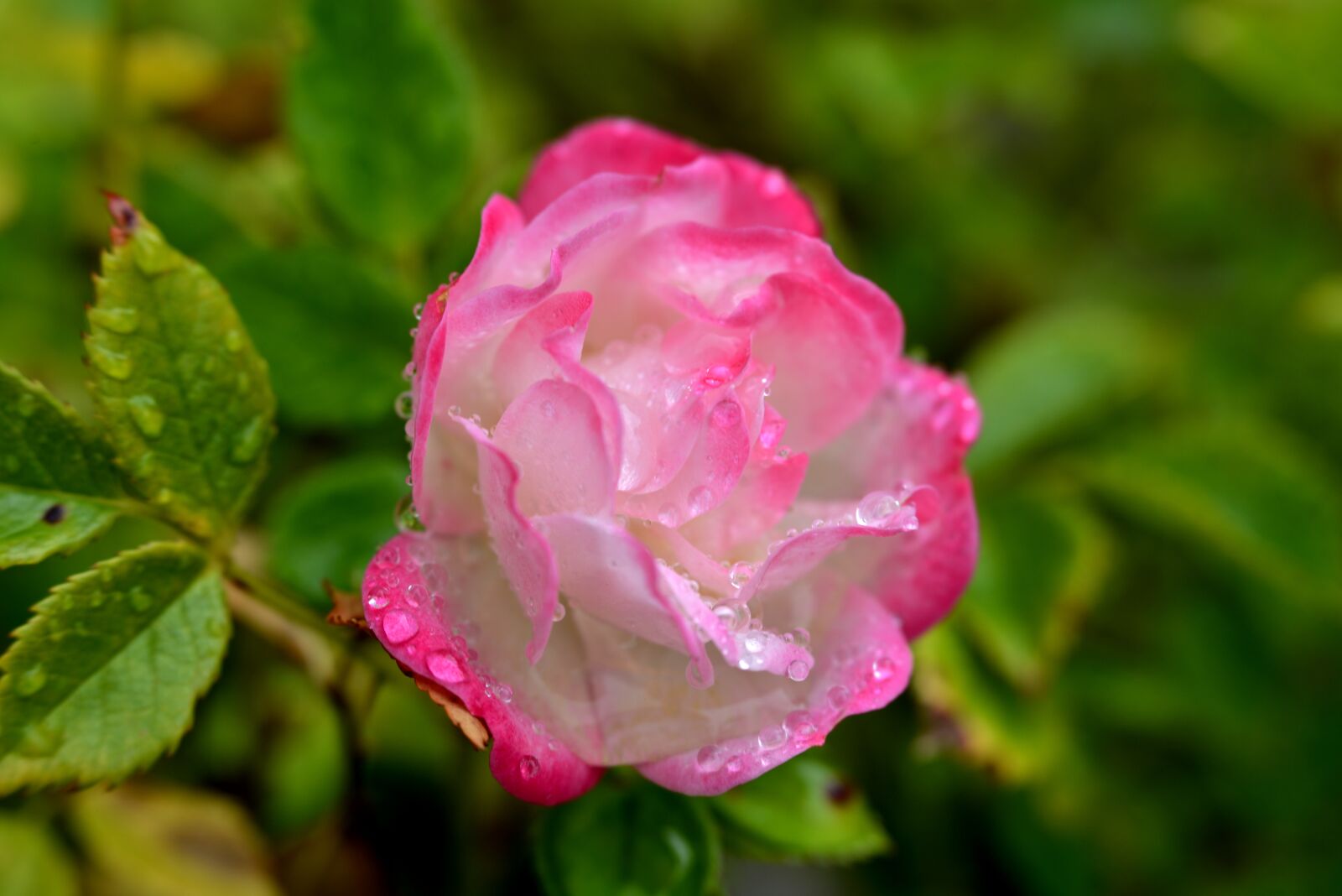 Nikon D600 sample photo. Rose, petals, raindrops photography