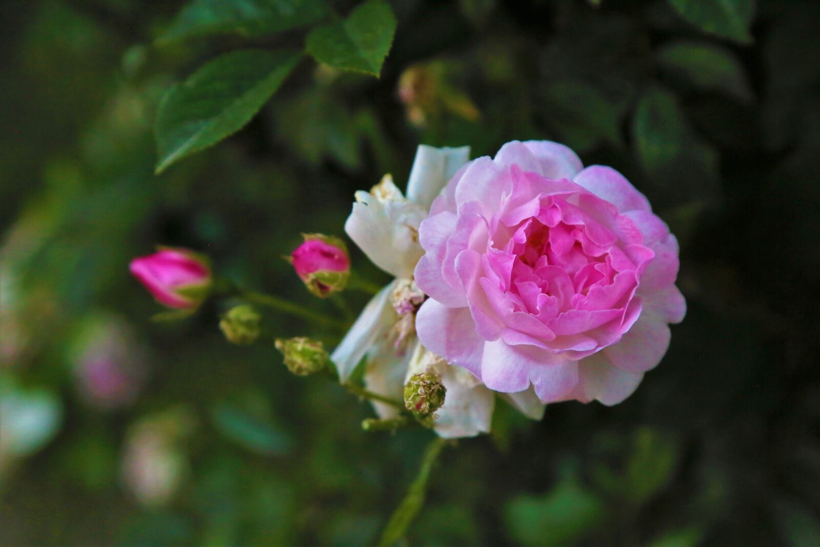 Canon EF 24-105mm F4L IS USM sample photo. Rose, spring, nature photography