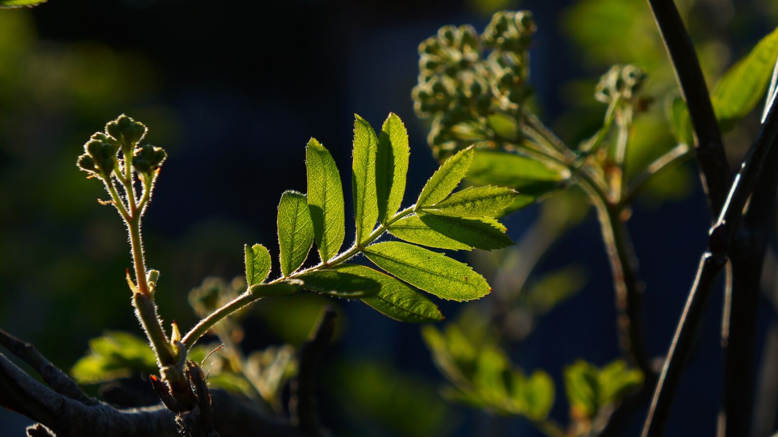 Sony Alpha a3000 + Sony E 18-55mm F3.5-5.6 OSS sample photo. Nature, plants, green photography