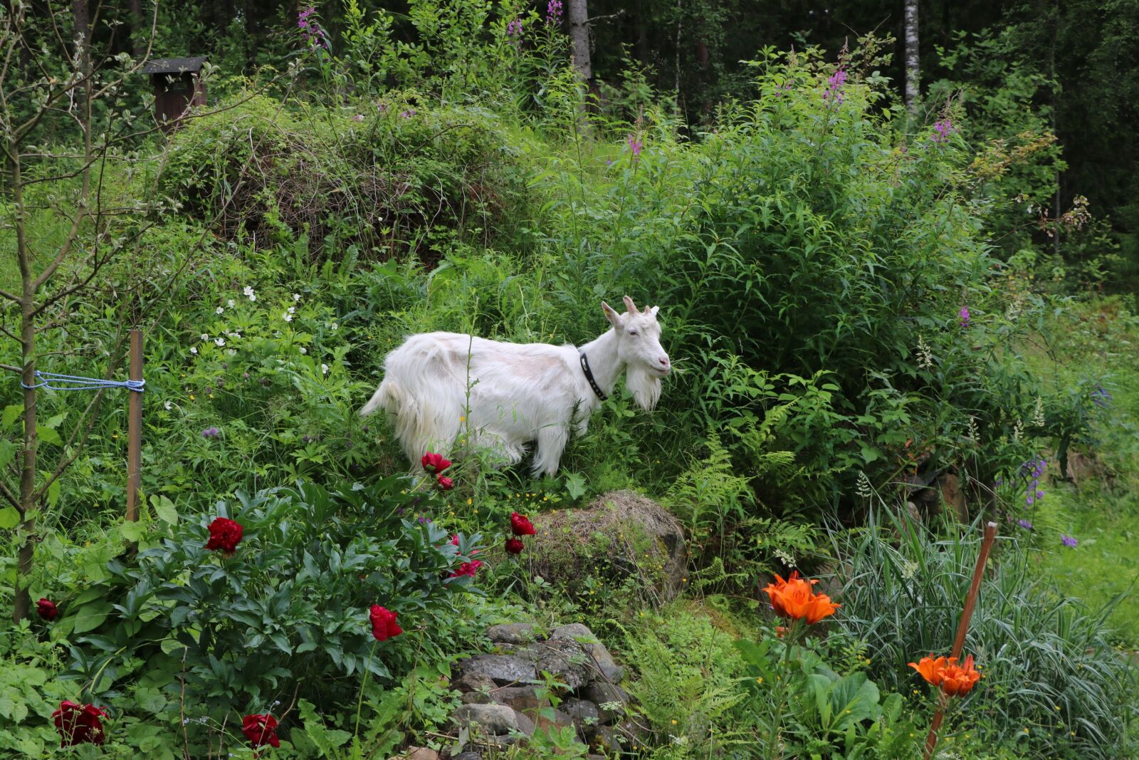 Canon EOS 750D (EOS Rebel T6i / EOS Kiss X8i) sample photo. Nature, summer, grass photography