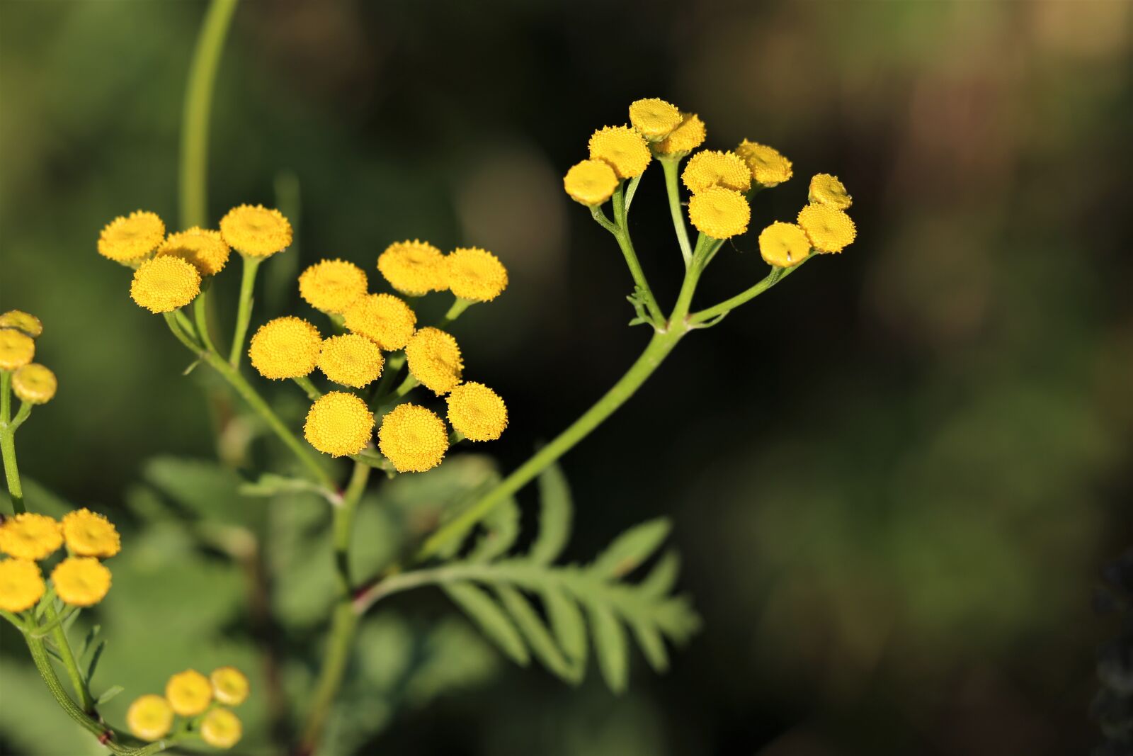 Canon EF 70-300 F4-5.6 IS II USM sample photo. Immortelle, helichrysum, flower photography