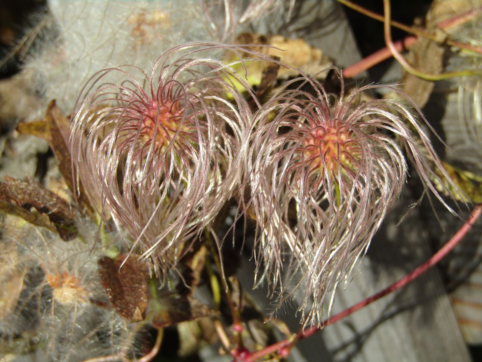 Canon POWERSHOT SX432 IS sample photo. Clematis, faded, seeds photography