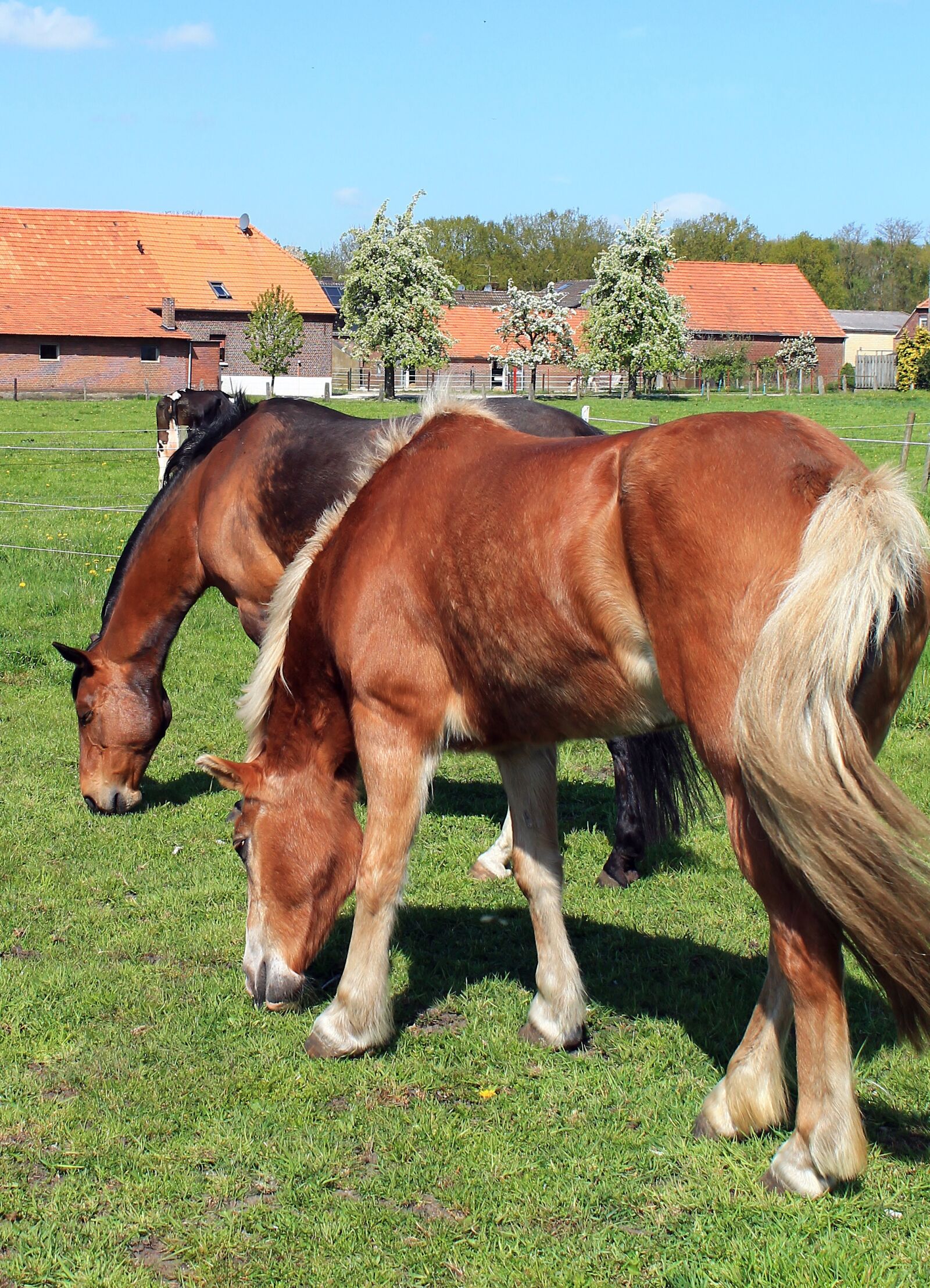 Canon EOS 1100D (EOS Rebel T3 / EOS Kiss X50) sample photo. Haflinger, horse, graze photography