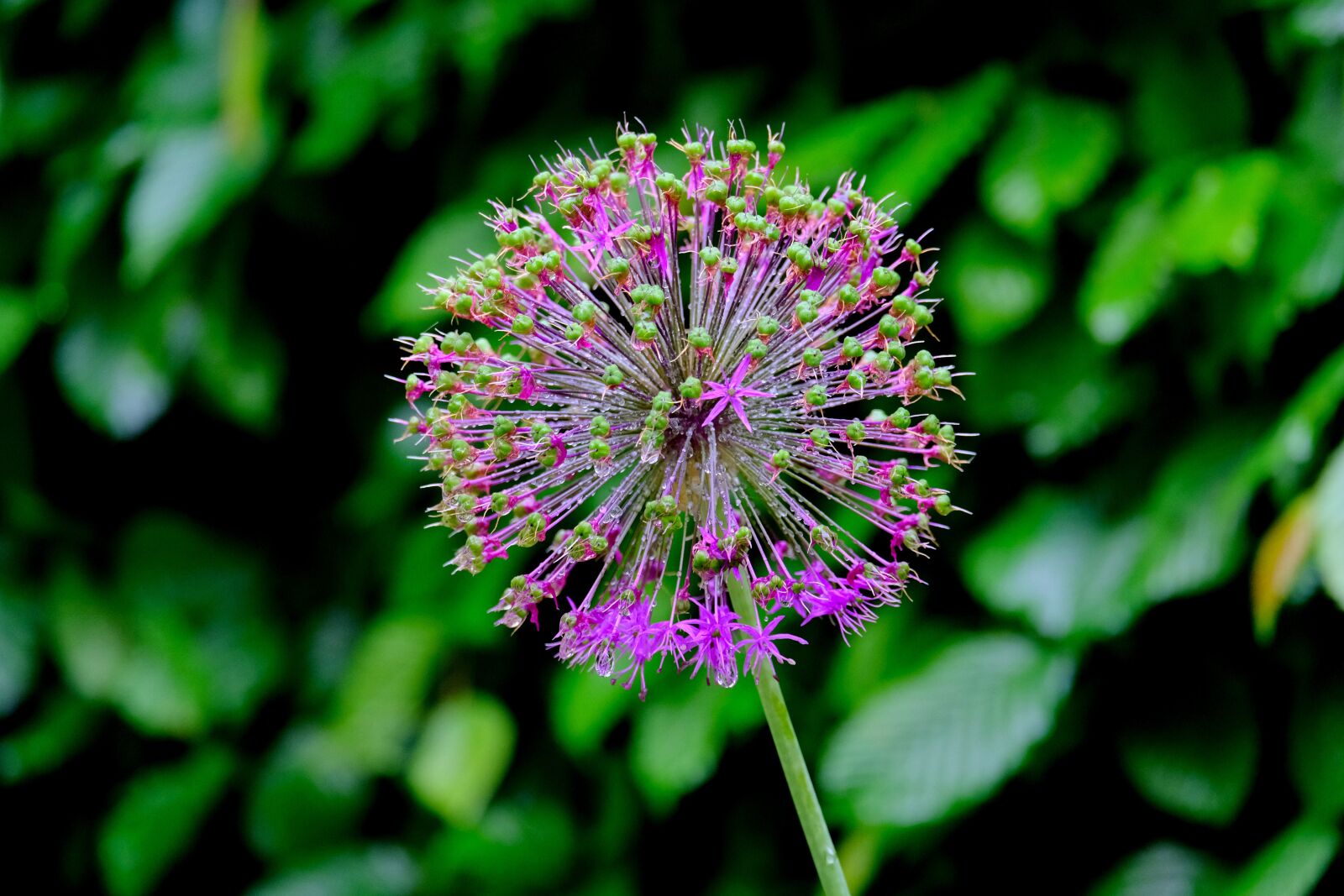 Fujifilm X-T20 sample photo. Ornamental onion, garden, blossom photography