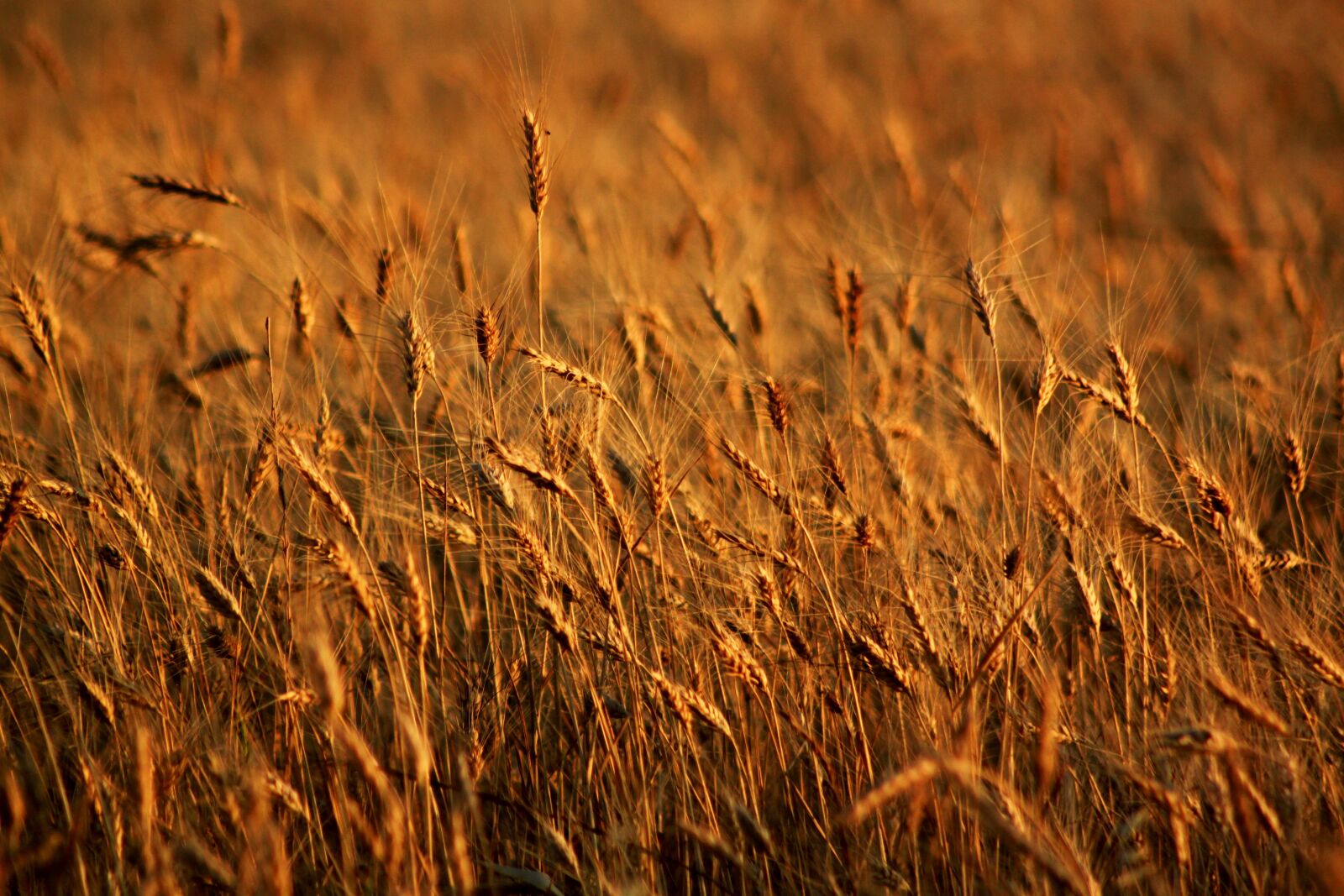 Canon EOS 500D (EOS Rebel T1i / EOS Kiss X3) sample photo. Spike, field, wheat photography