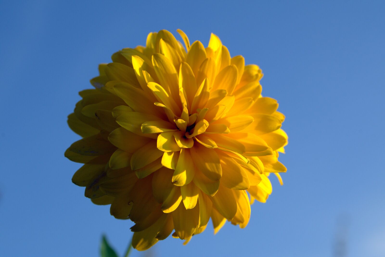 Pentax K-S2 sample photo. Yellow flower, flower, bile photography