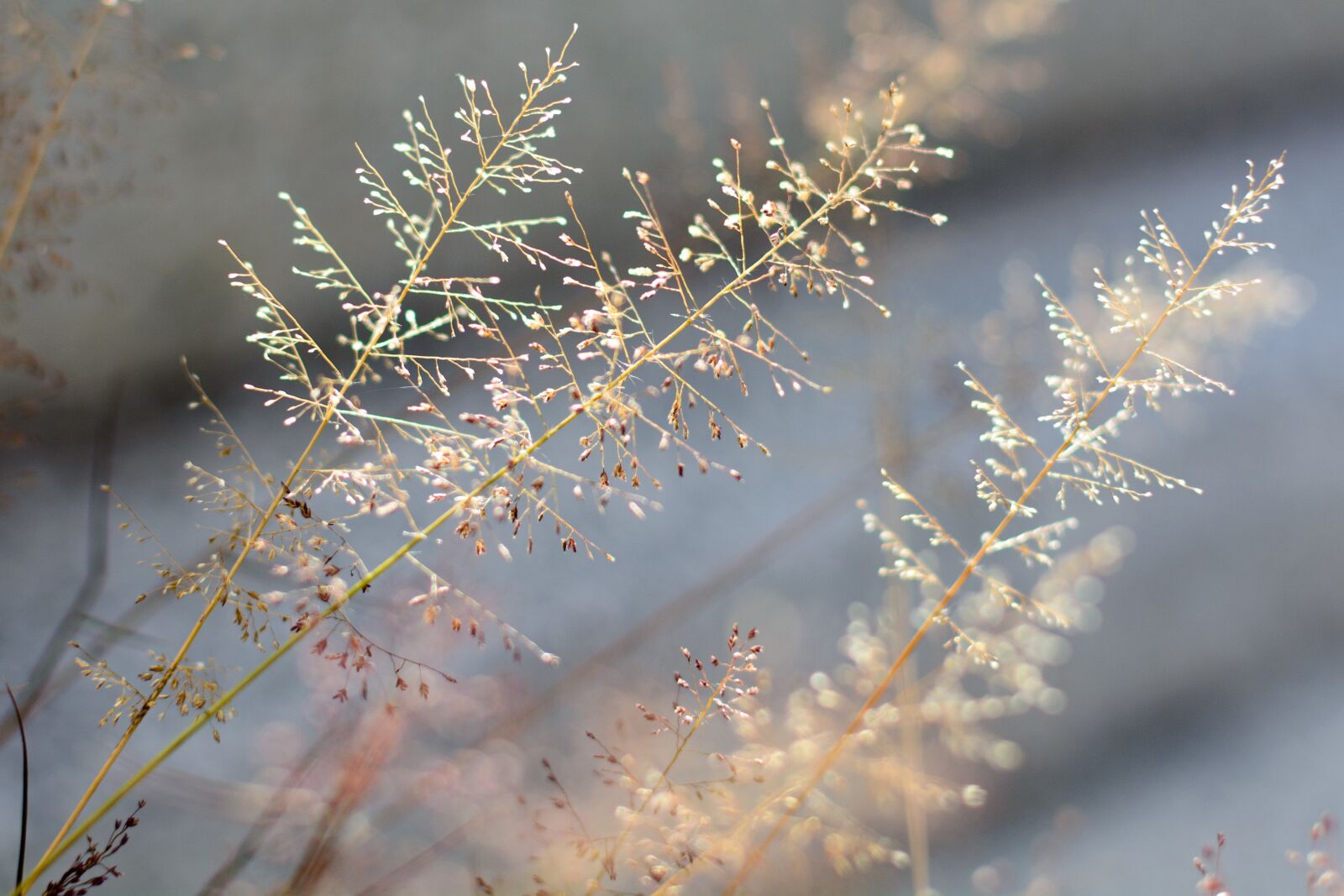Nikon D7100 sample photo. Grass, flower, nature photography