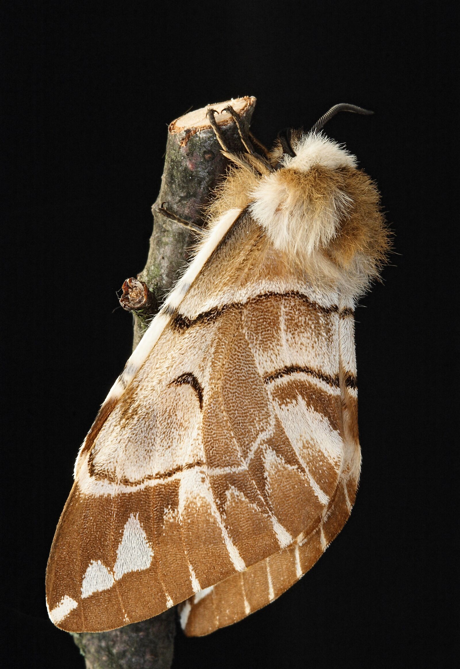 Canon EOS 400D (EOS Digital Rebel XTi / EOS Kiss Digital X) sample photo. Kentish glory, moth, macro photography