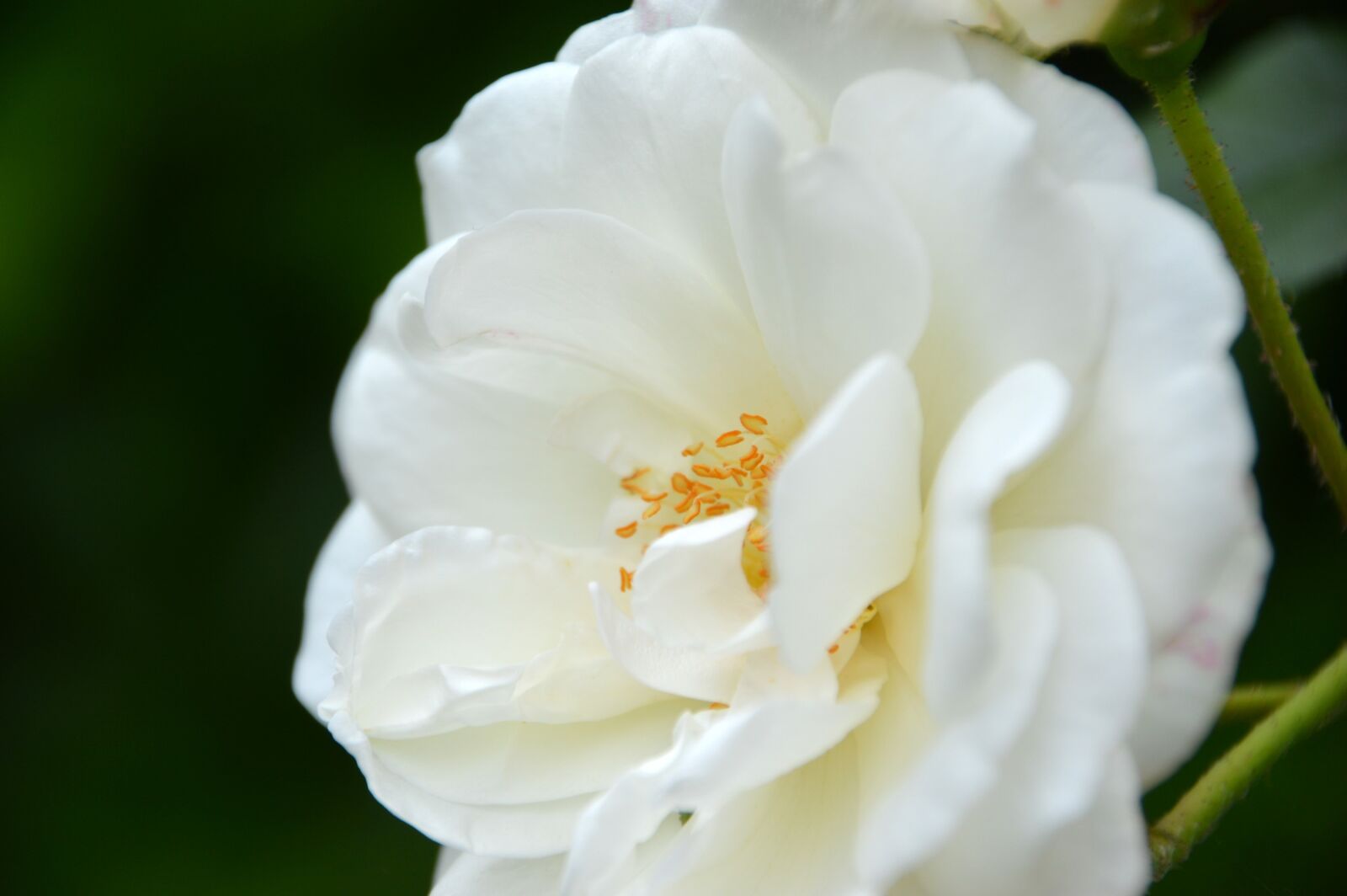 Nikon D3200 sample photo. Flower, pink, white photography