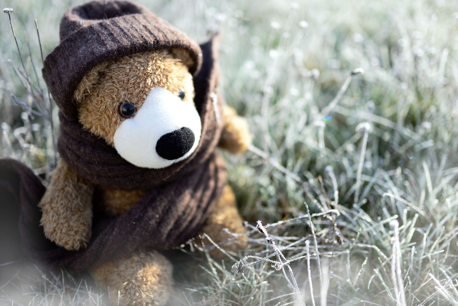 Nikon D610 sample photo. Teddy, teddy bear, toys photography