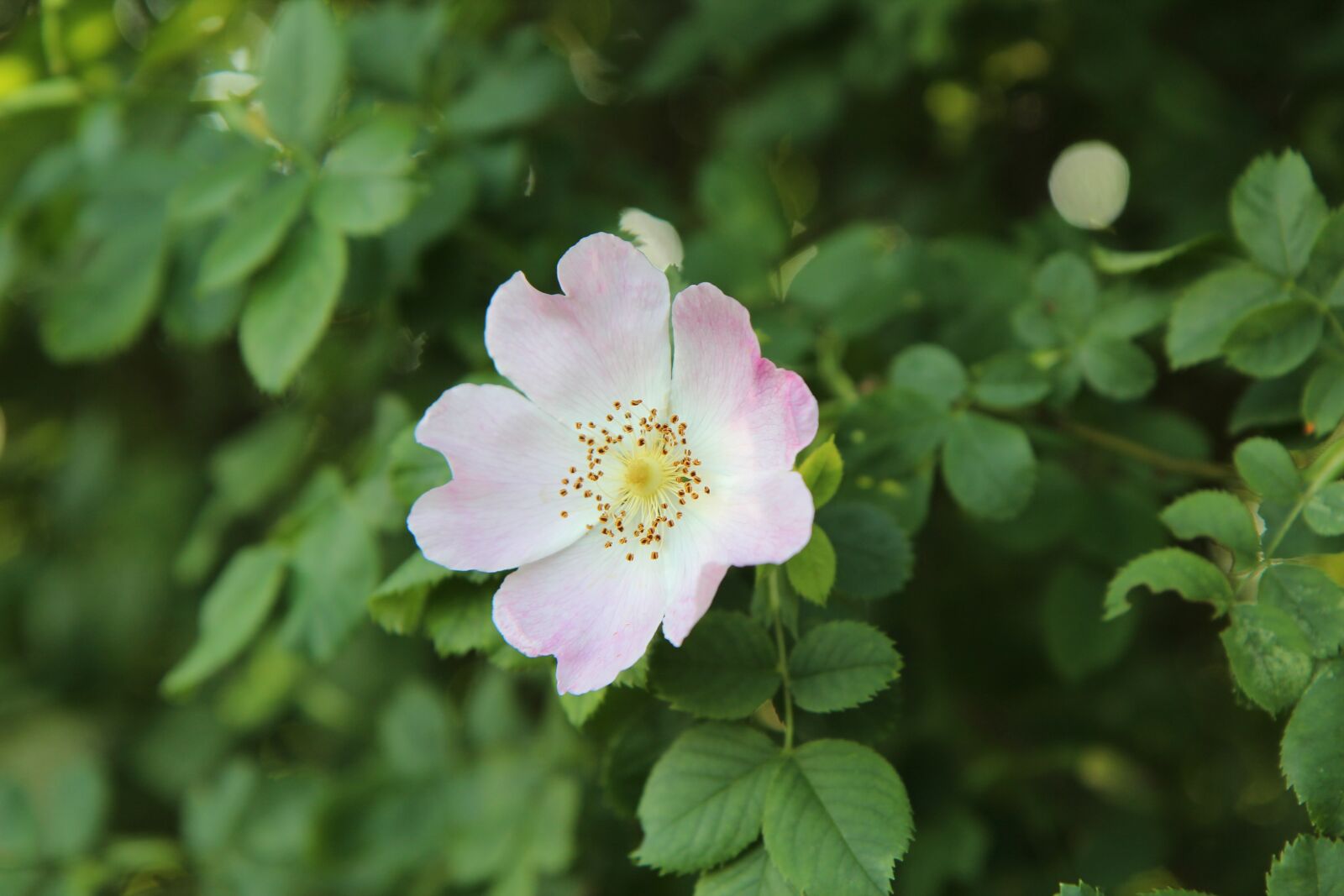 Canon EOS 600D (Rebel EOS T3i / EOS Kiss X5) sample photo. Rose hips, wild rose photography