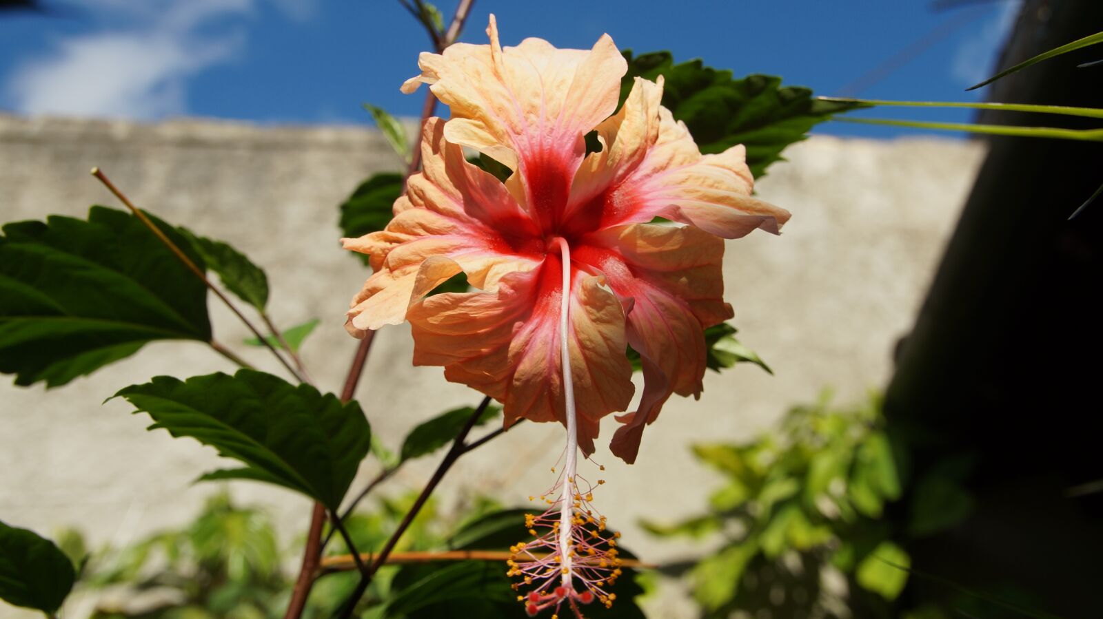 Sony SLT-A57 sample photo. Hibiscus, blossom, bloom photography