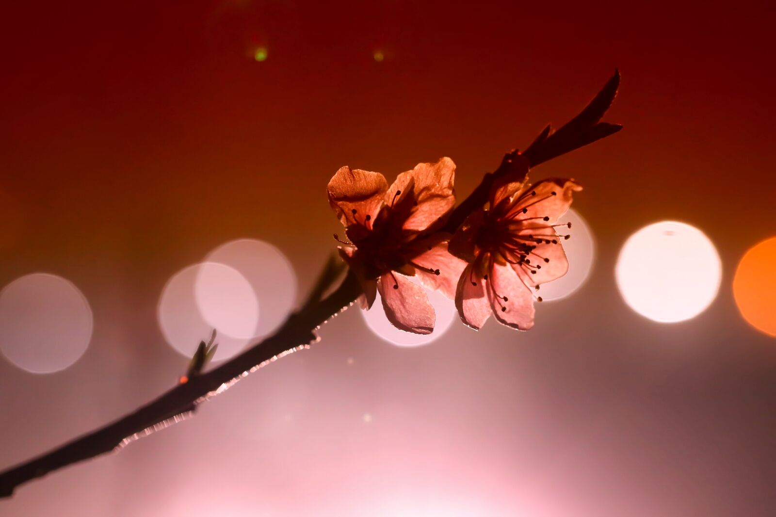 Canon EF 100mm F2.8L Macro IS USM sample photo. Peach blossom, lighting, flowers photography