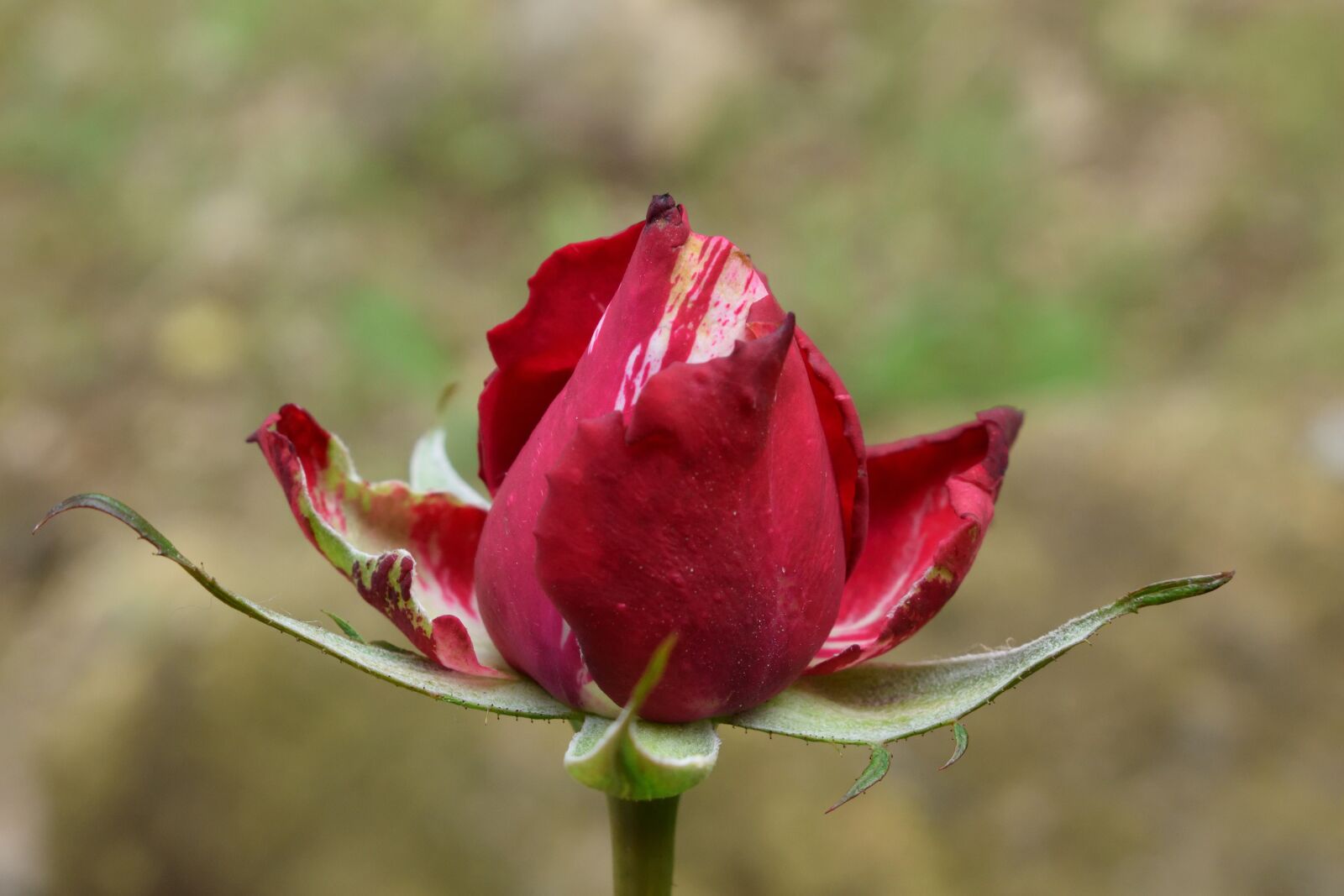Nikon D5300 sample photo. Roses, petal, garden photography