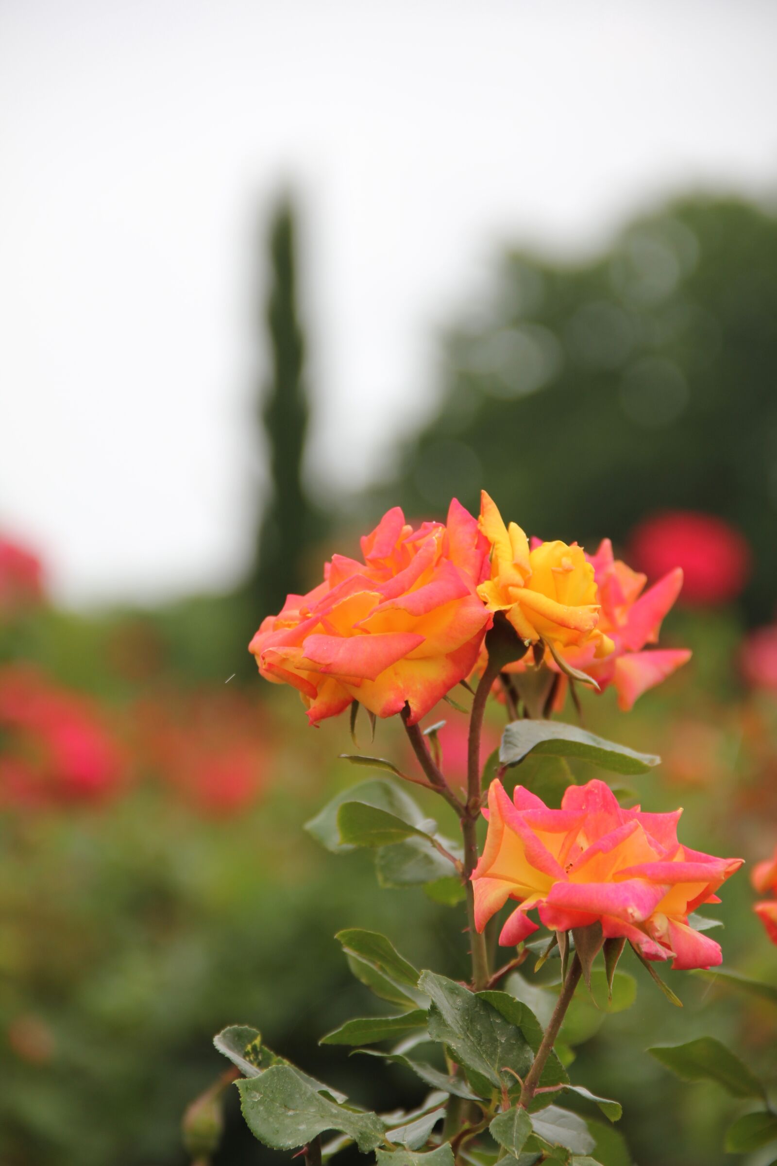 Canon EOS 550D (EOS Rebel T2i / EOS Kiss X4) sample photo. Rose, rose garden, flower photography