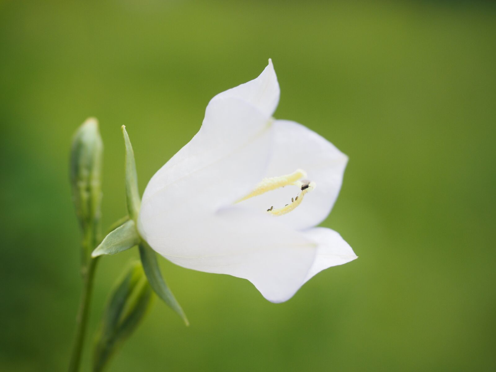 Olympus OM-D E-M1 + Olympus M.Zuiko Digital ED 12-40mm F2.8 Pro sample photo. Balloon flower, blossom, bloom photography