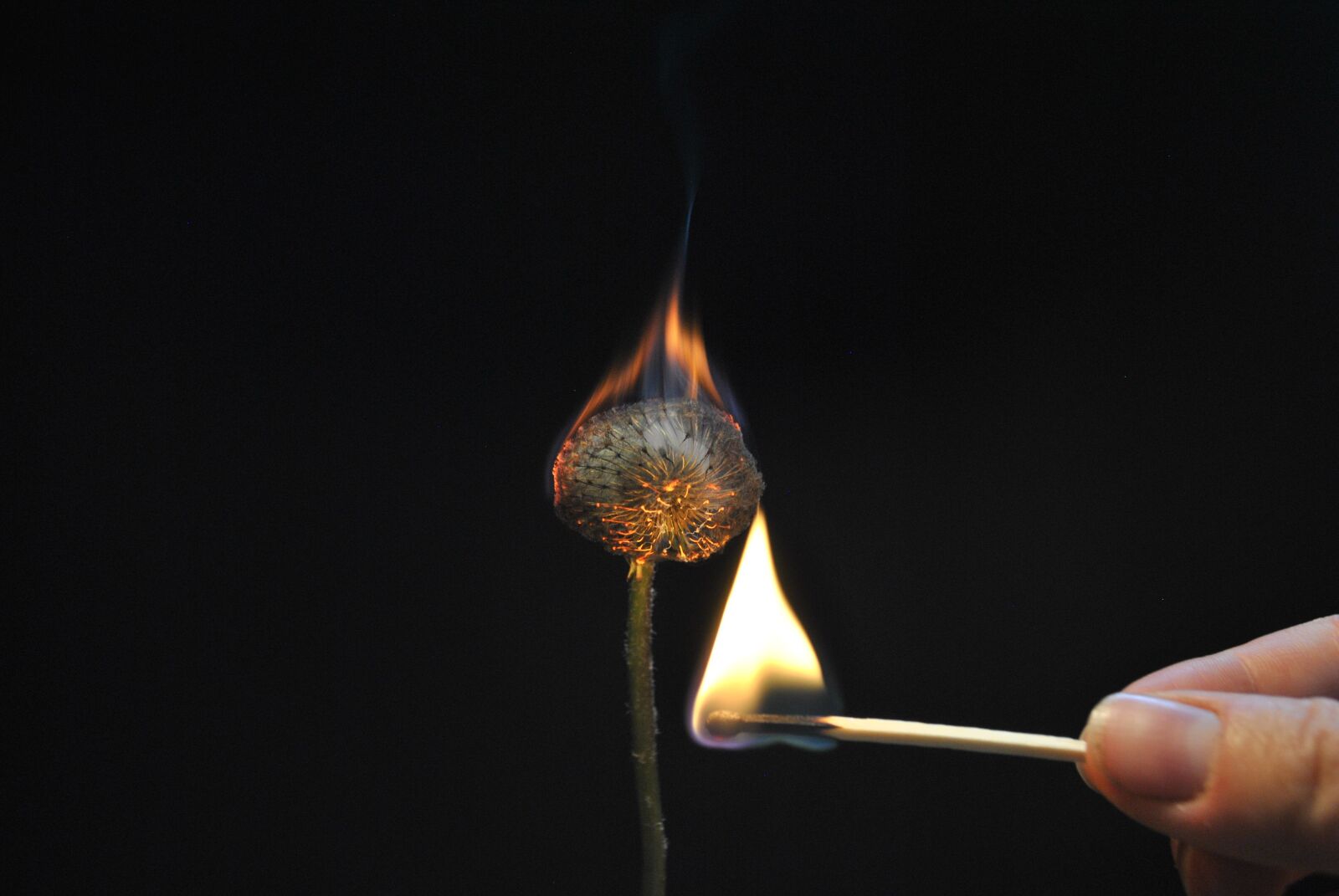 Nikon D3000 sample photo. Flower, fire, light photography