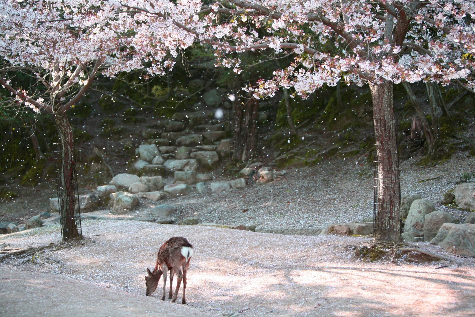 Canon EOS 5D sample photo. Miyajima, deer, japan photography