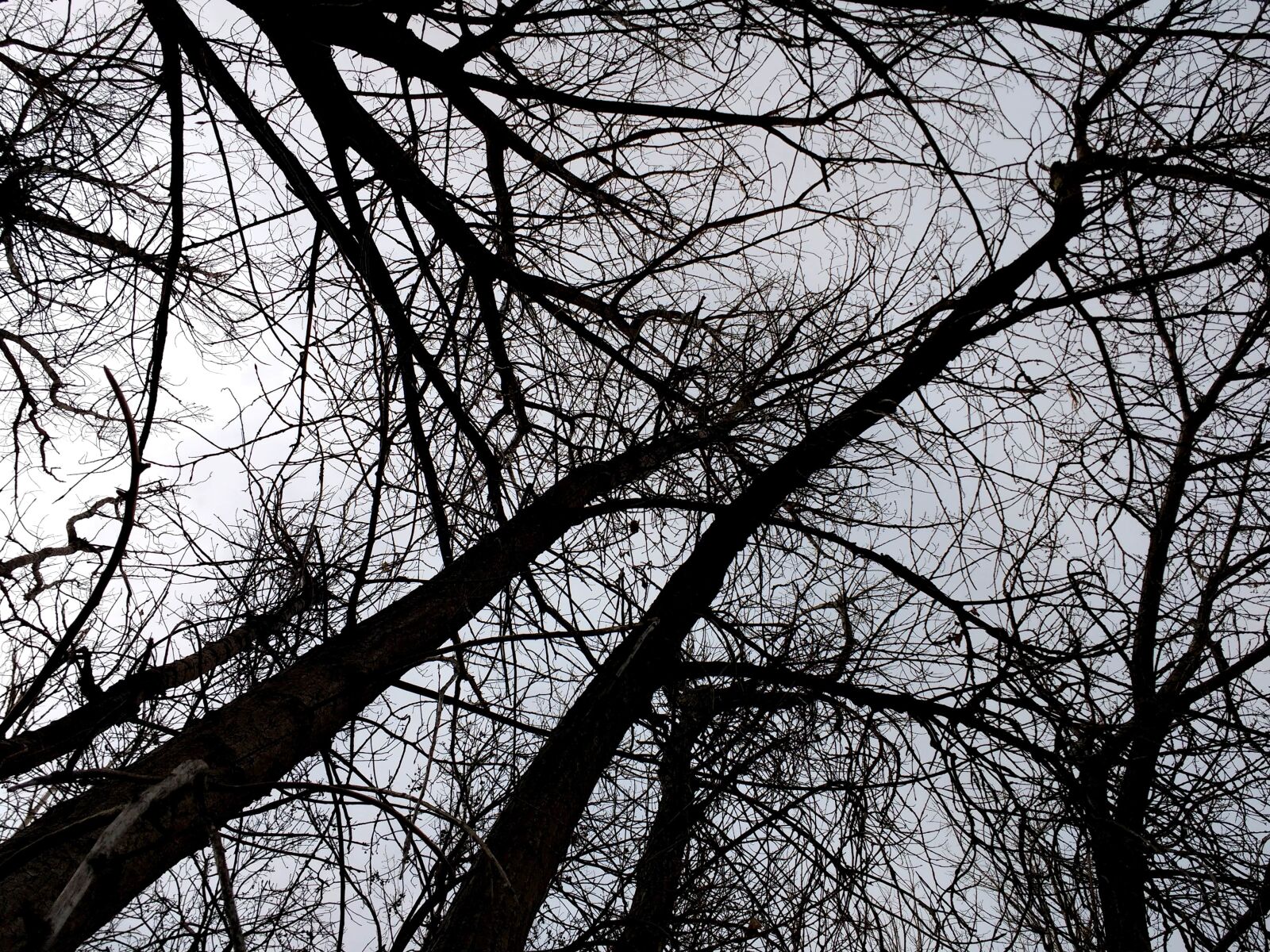 Motorola MotoG3 sample photo. Branch, shadow, tree, wood photography