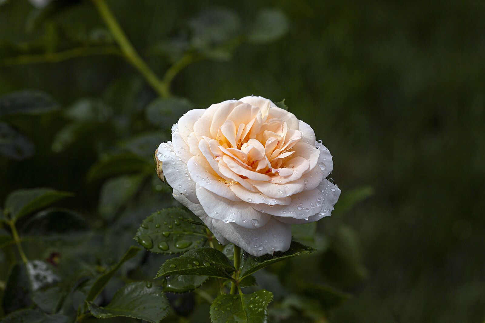 Canon EOS 60D + Canon EF 70-300mm F4-5.6 IS USM sample photo. Flower, rose, nature photography