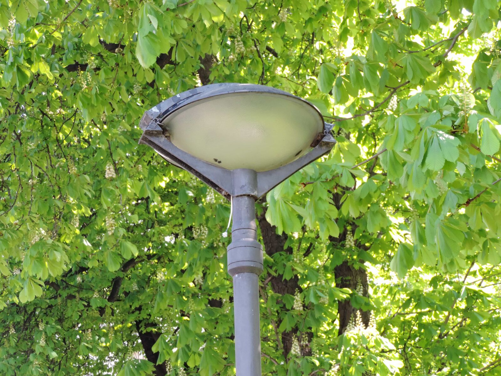 Nikon Coolpix P520 sample photo. Branches, cast iron, lamp photography