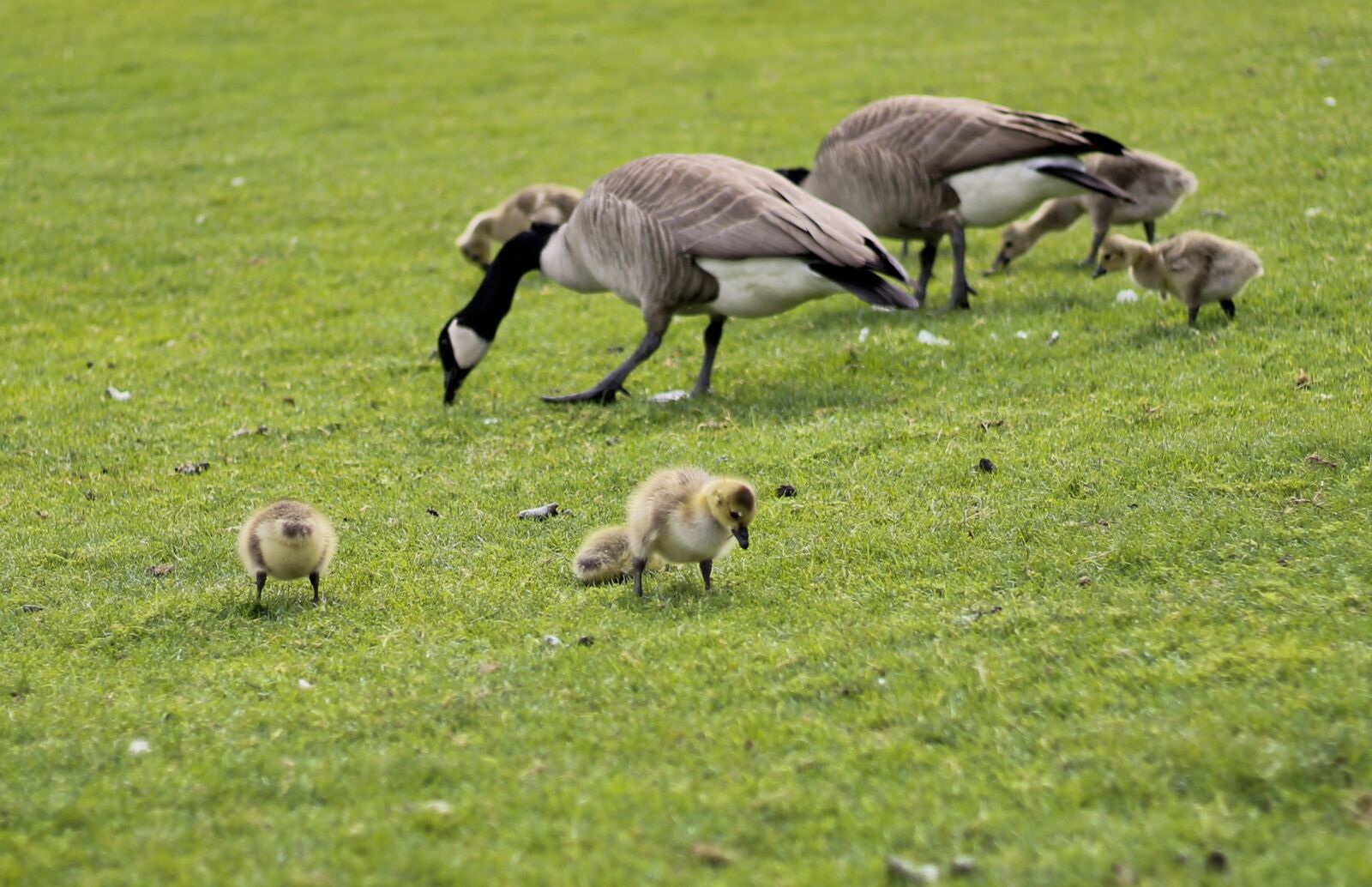 Canon EOS 1100D (EOS Rebel T3 / EOS Kiss X50) + Canon EF 50mm F1.8 II sample photo. Geese, goslings, field photography