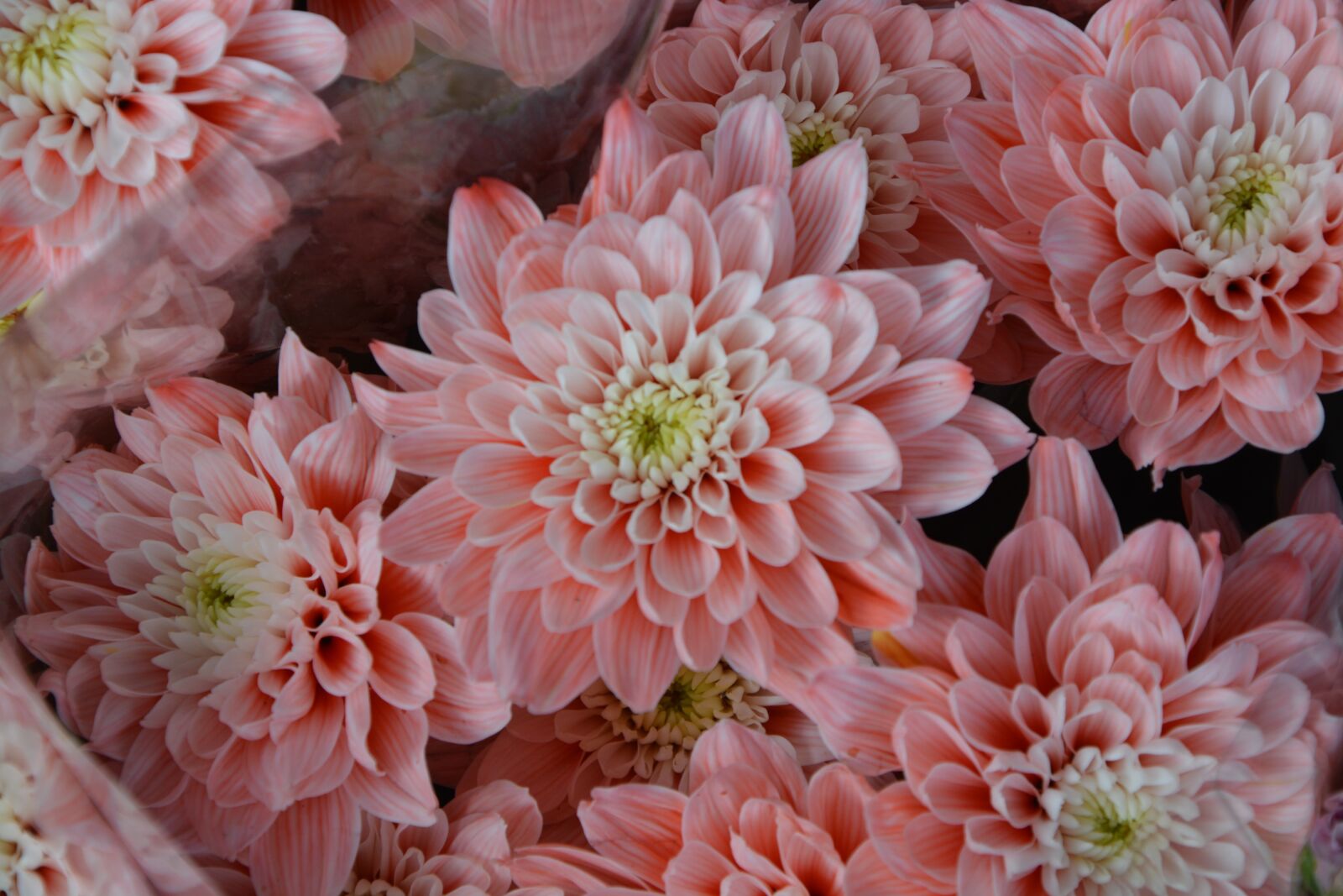 Nikon D5200 sample photo. Flower, flowers, color salmon photography