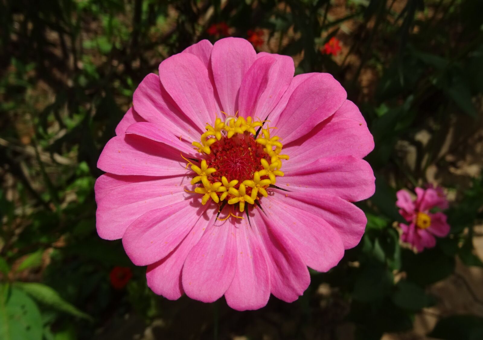 Sony DSC-HX60V sample photo. Zinnia, flower, pink photography