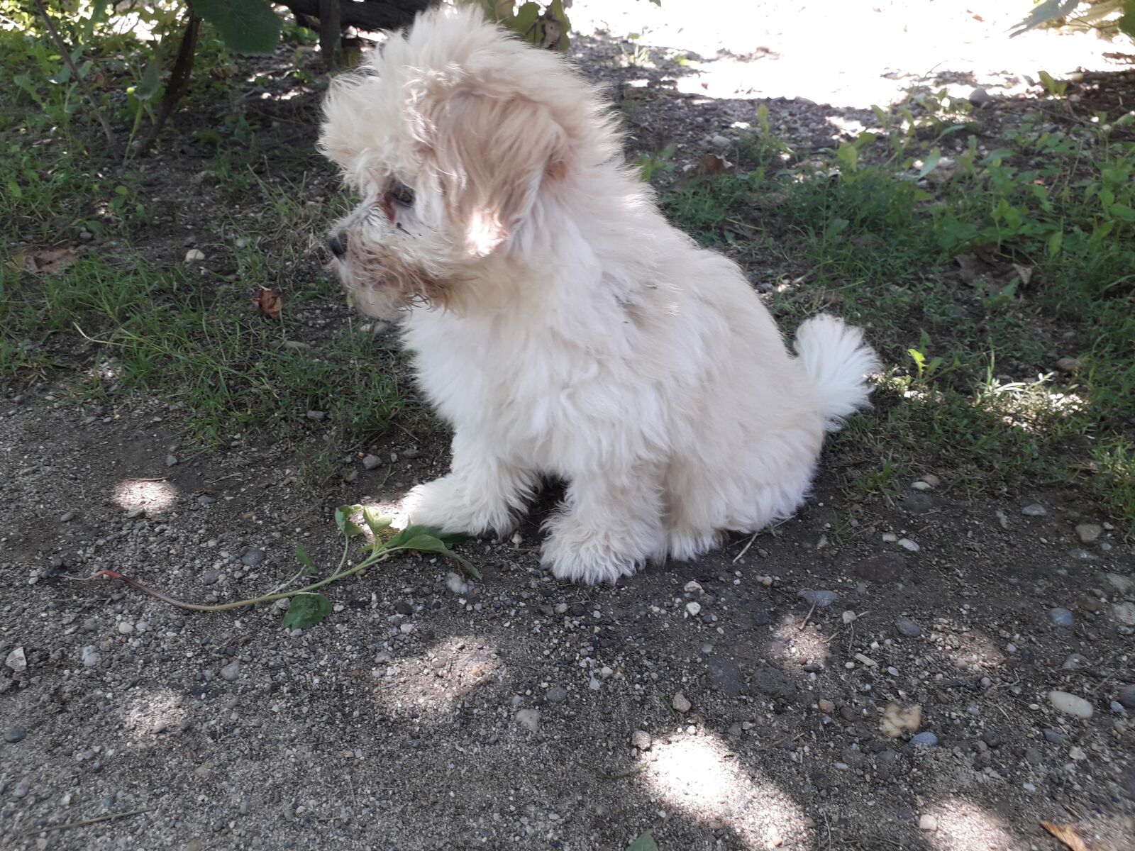 Samsung Galaxy J6 sample photo. Maltese, bichon, dog photography