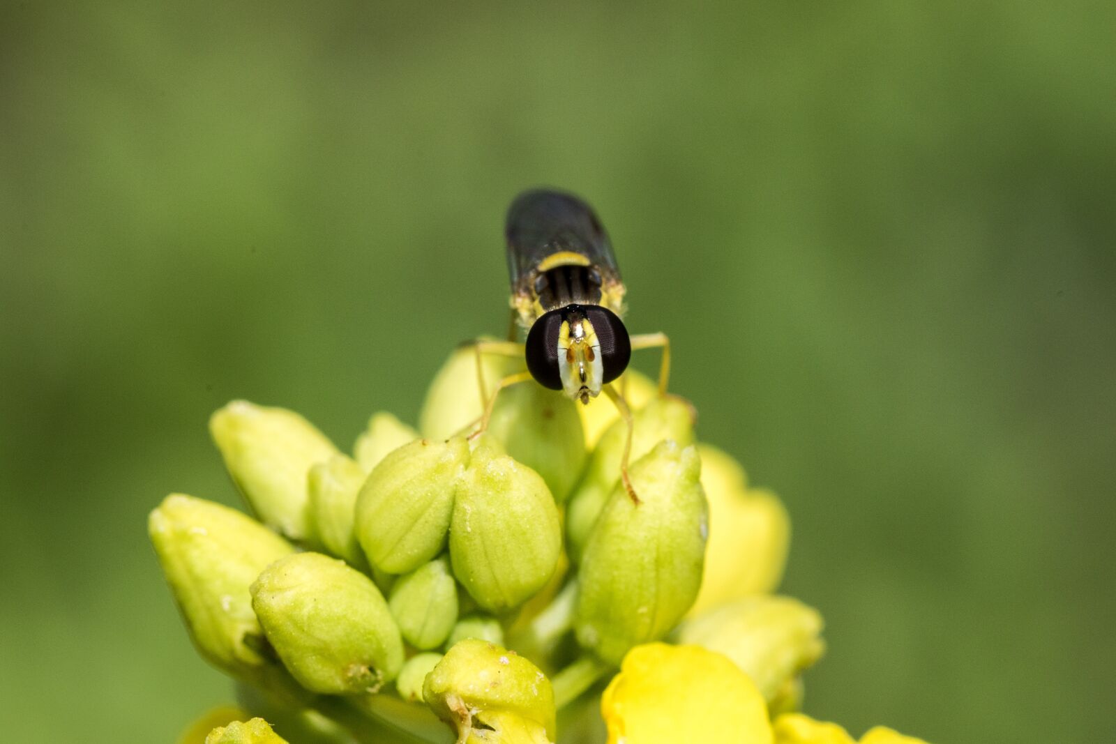 Canon EOS 7D Mark II sample photo. Hover fly, macro, mimicry photography