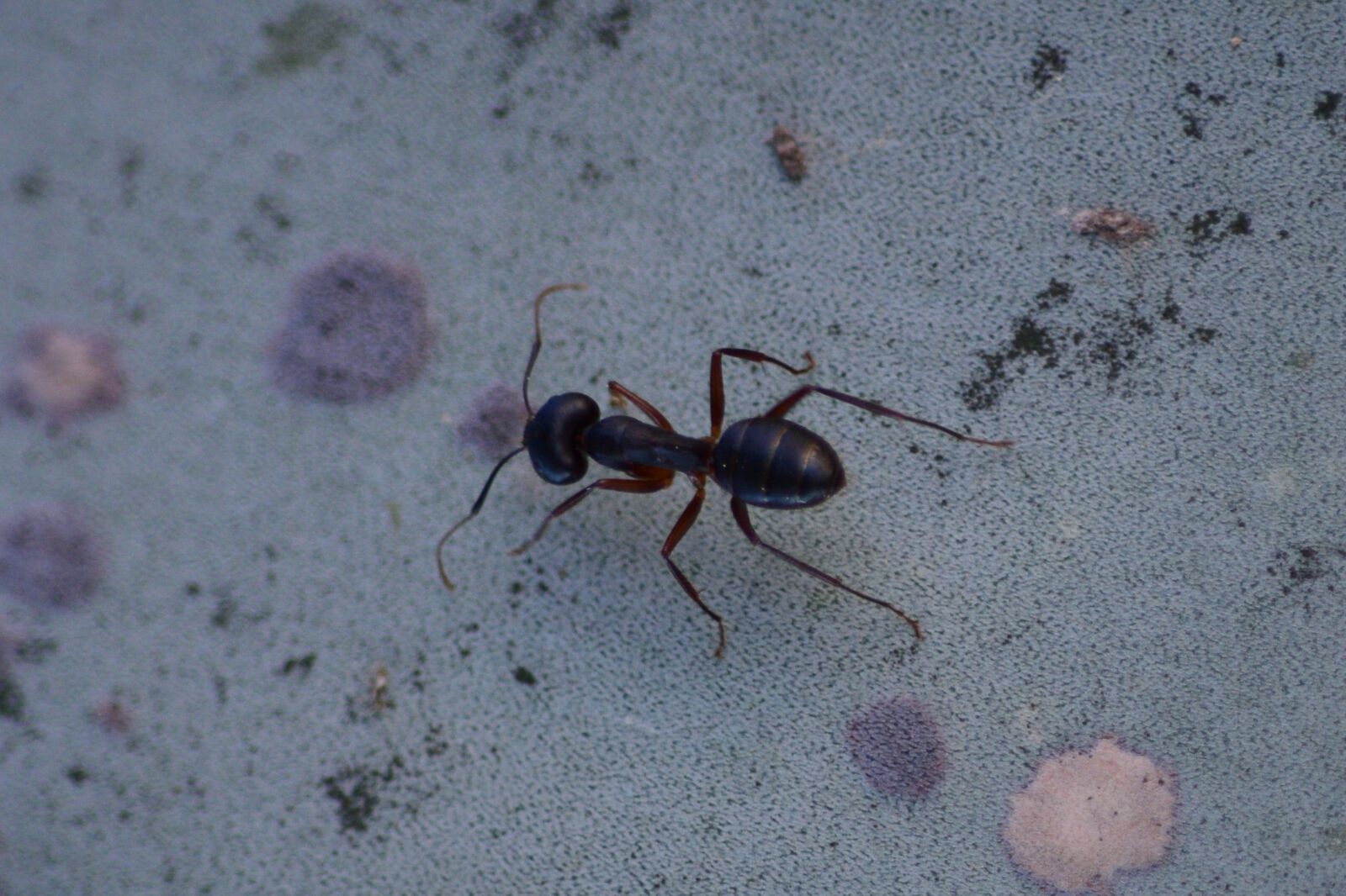 Nikon D3300 sample photo. Ant, diligent, insect photography