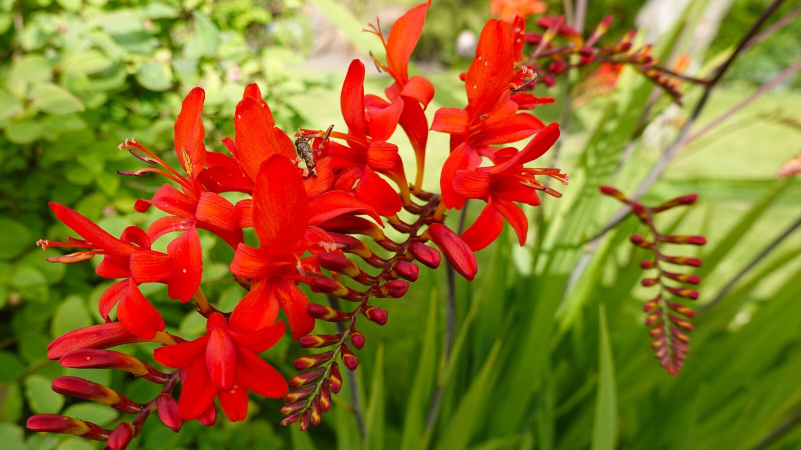 Sony Cyber-shot DSC-RX100 VI sample photo. Flower, red, garden photography