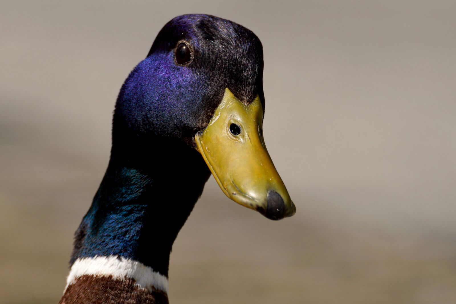 Sony DT 55-300mm F4.5-5.6 SAM sample photo. Bird, duck, nature photography