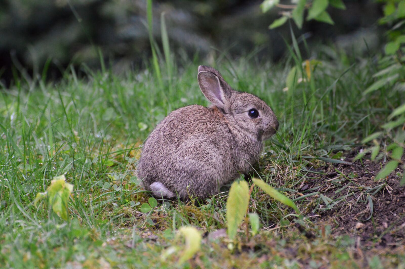 Nikon D3200 sample photo. Rabbit, cute, easter photography