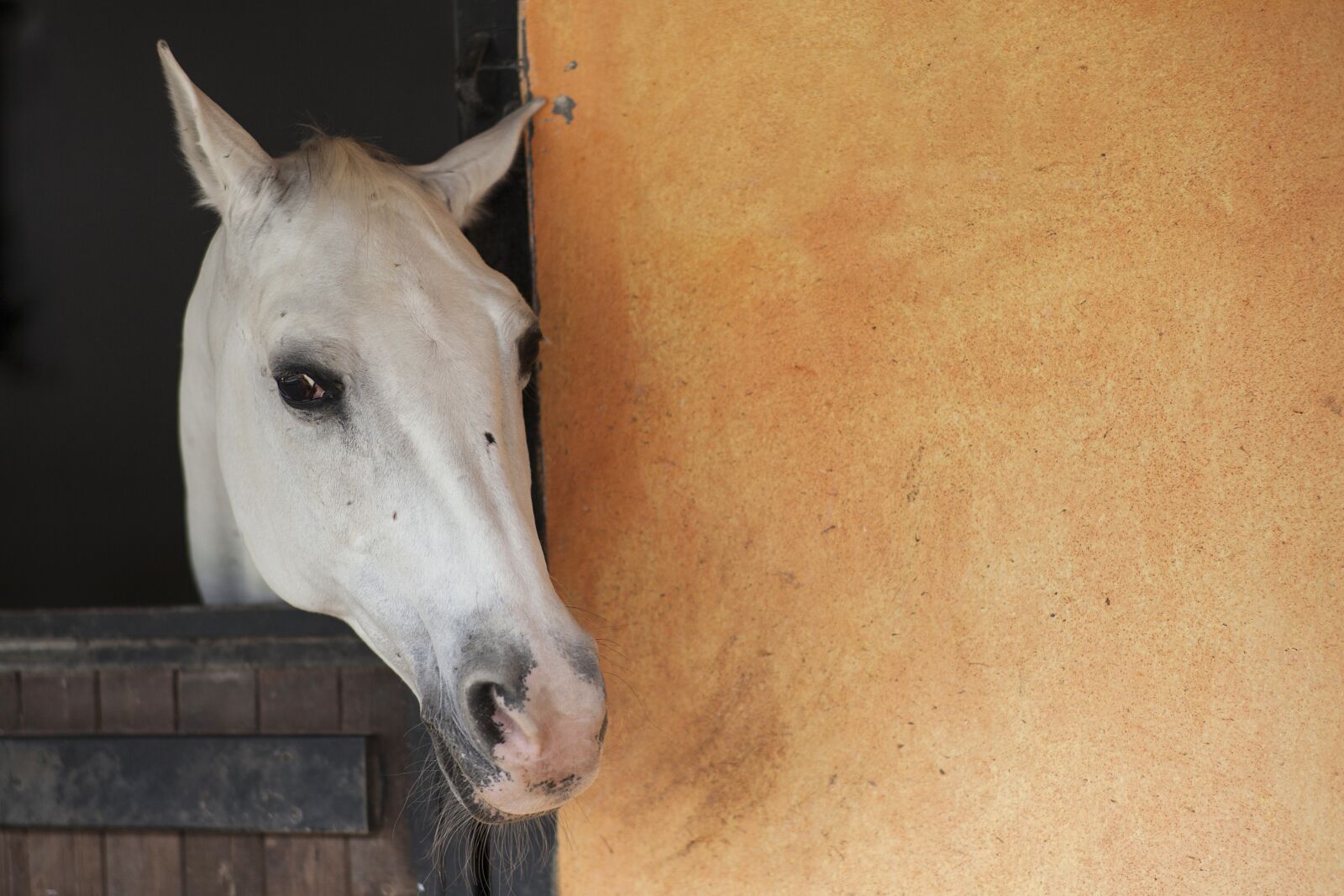 ZEISS Planar T* 85mm F1.4 sample photo. Horse, animal, portrait photography